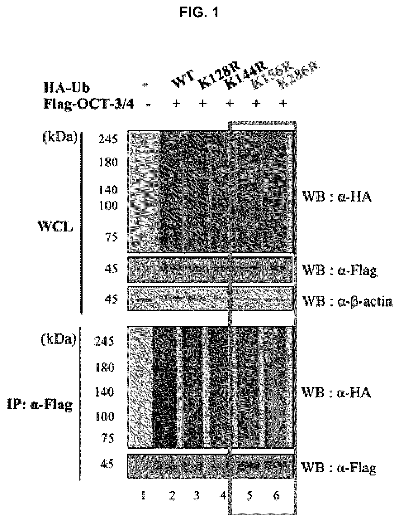 Patent US12098174 — Oct-3/4 variant — Figure 1