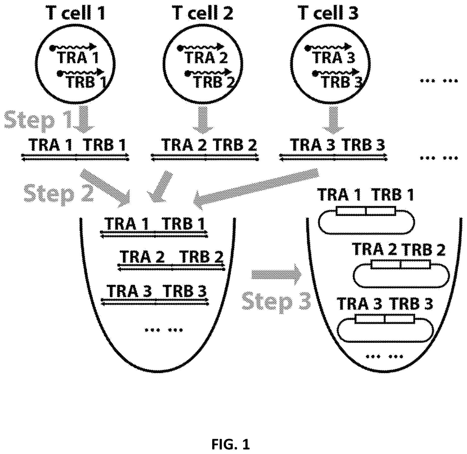 Patent US12098181 — High throughput cloning of paired bipartite immunoreceptor polynucleotides and applications thereof — Figure 1