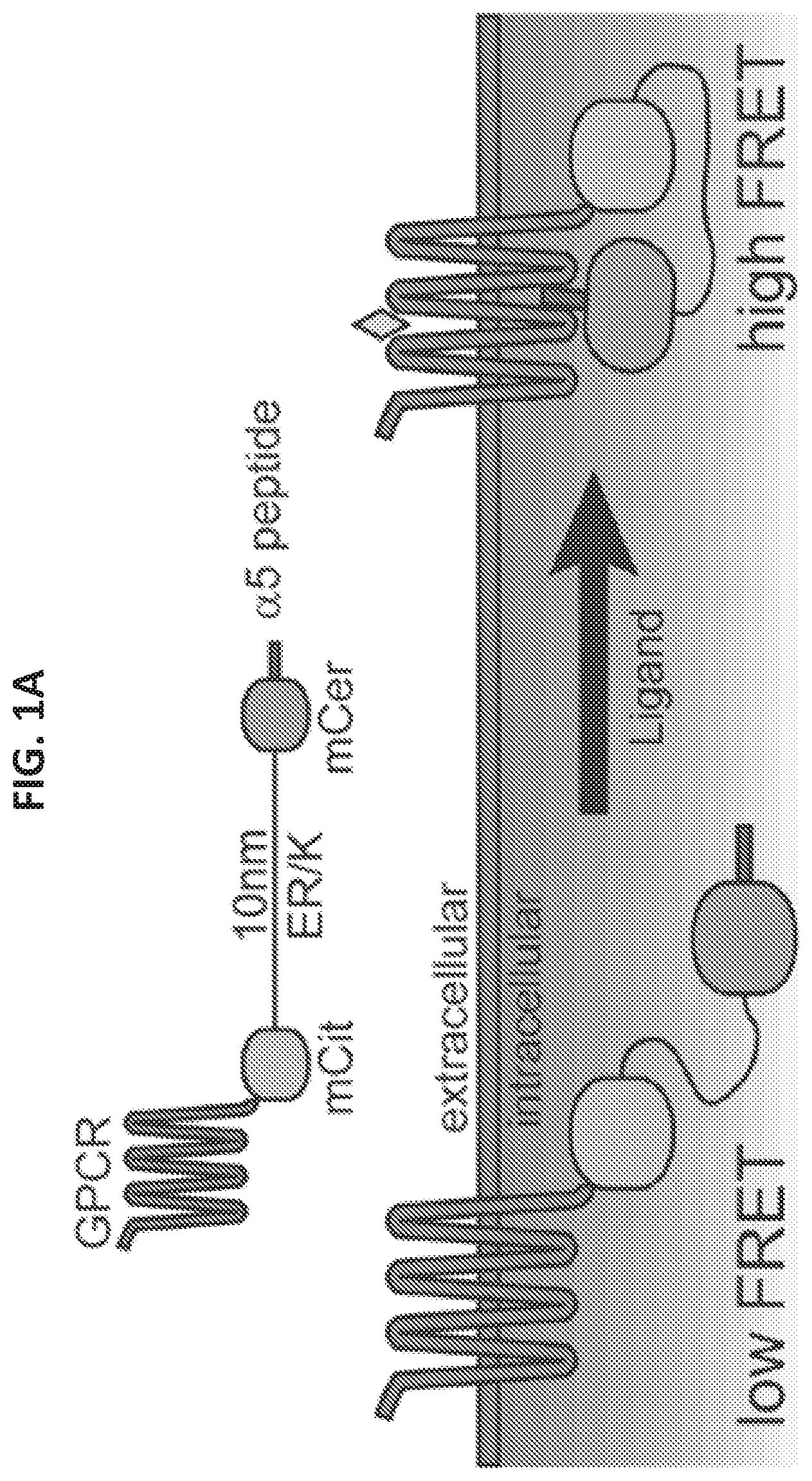 Patent US12098184 — G protein-coupled receptor (GPCR) ligand assay — Figure 1