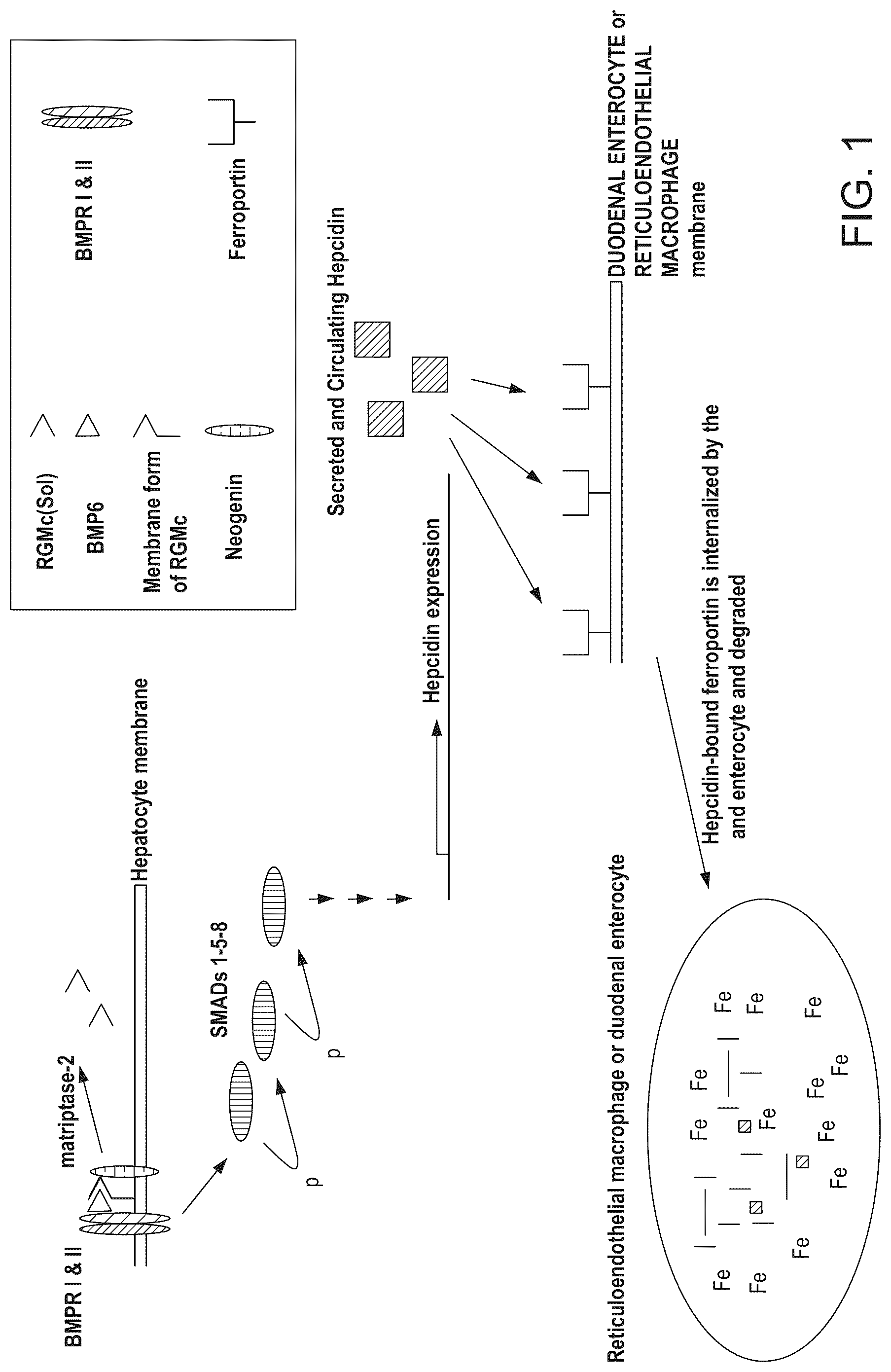 Patent US12098192 — Composition and method for the diagnosis and treatment of iron-related disorders — Figure 1