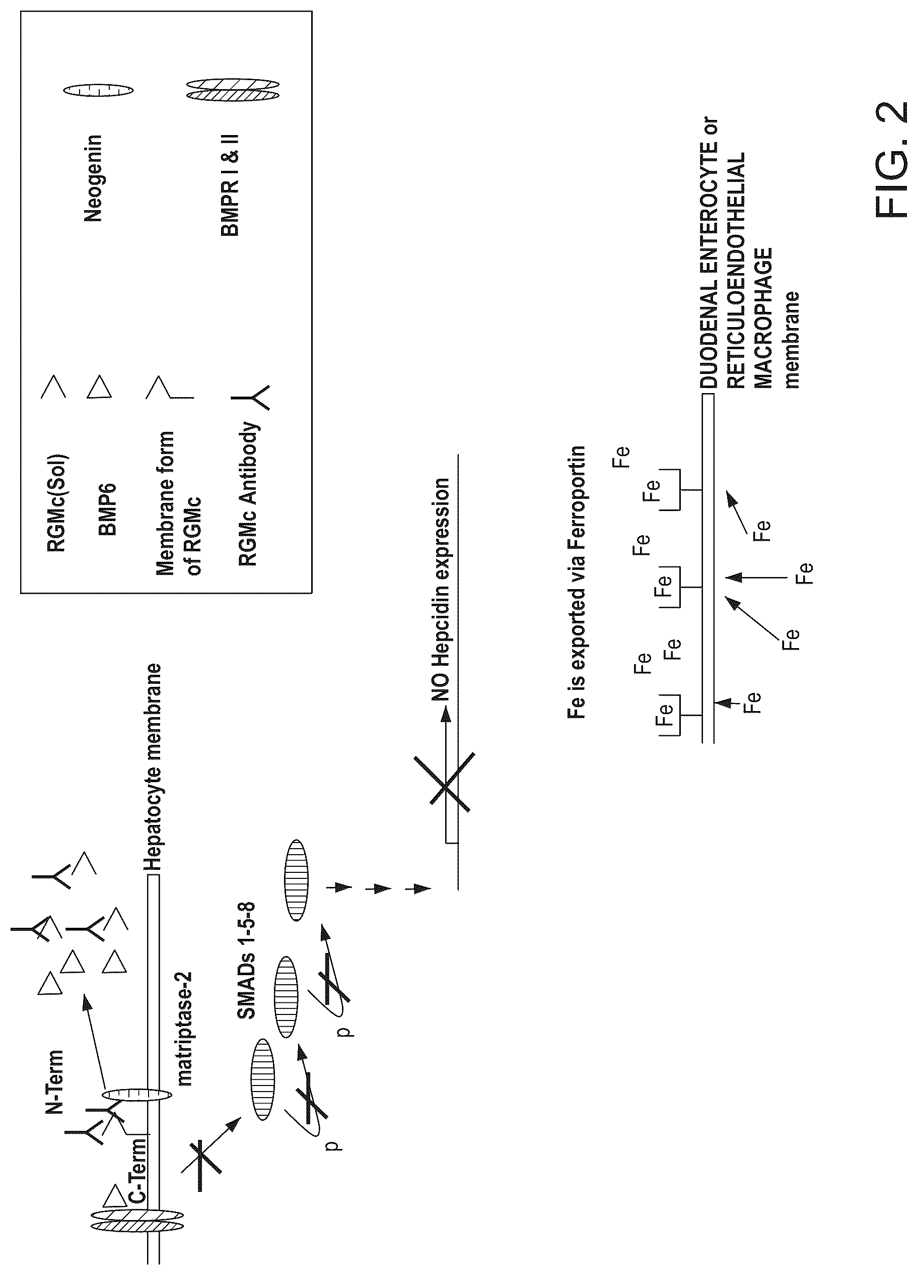 Patent US12098192 Figure 2 – Composition and method for the diagnosis and treatment of iron-related disorders