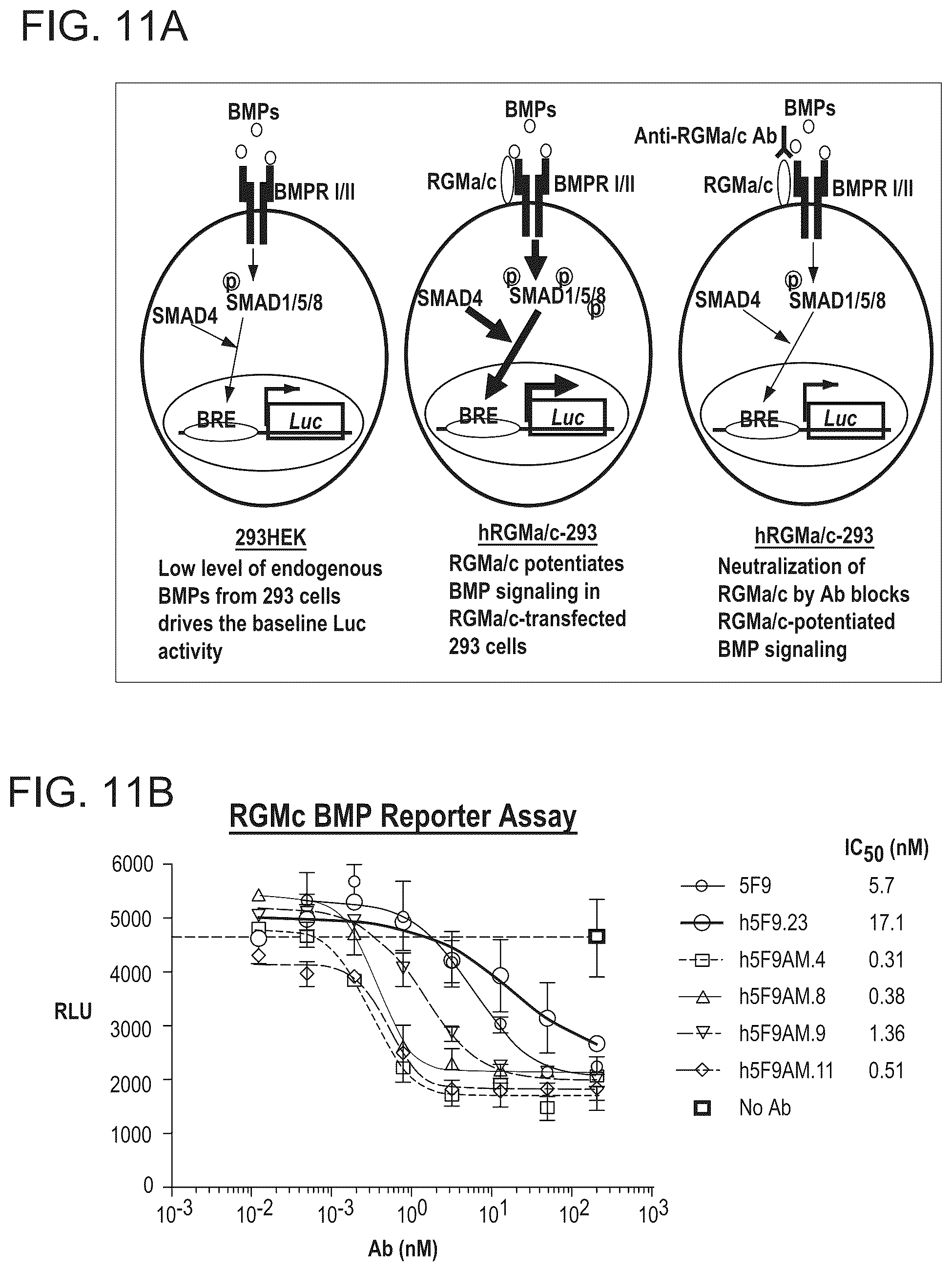 Patent US12098192 Figure 11 – Composition and method for the diagnosis and treatment of iron-related disorders
