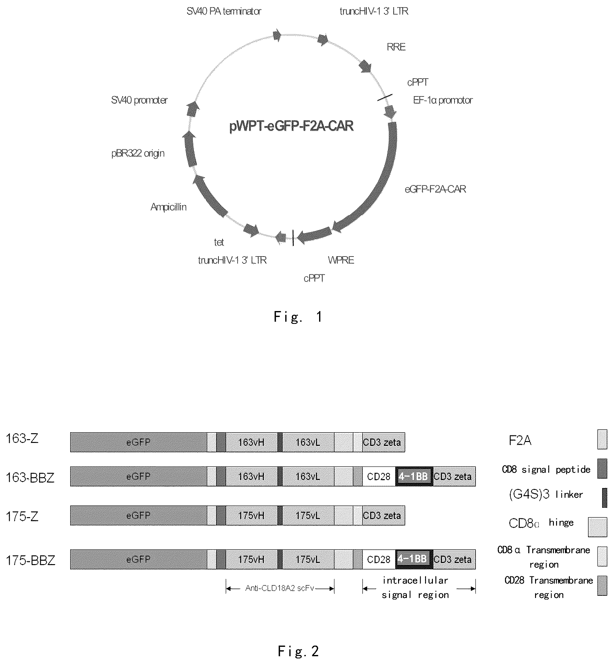 Patent US12098199 — Immunologic effector cell of targeted CLD18A2, and preparation method and use thereof — Figure 1