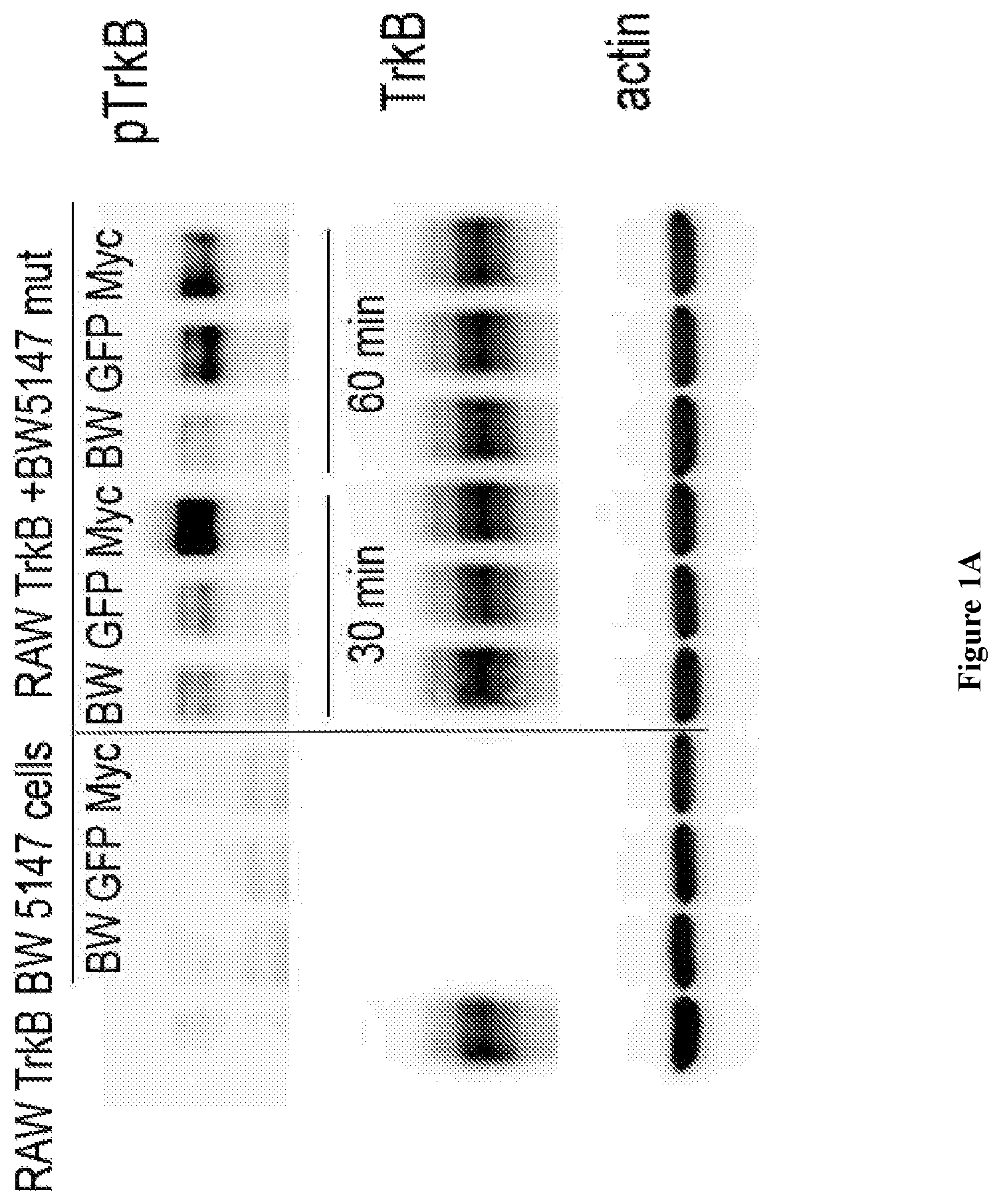 Patent US12098202 — Non-cytotoxic modified cells and use thereof — Figure 1