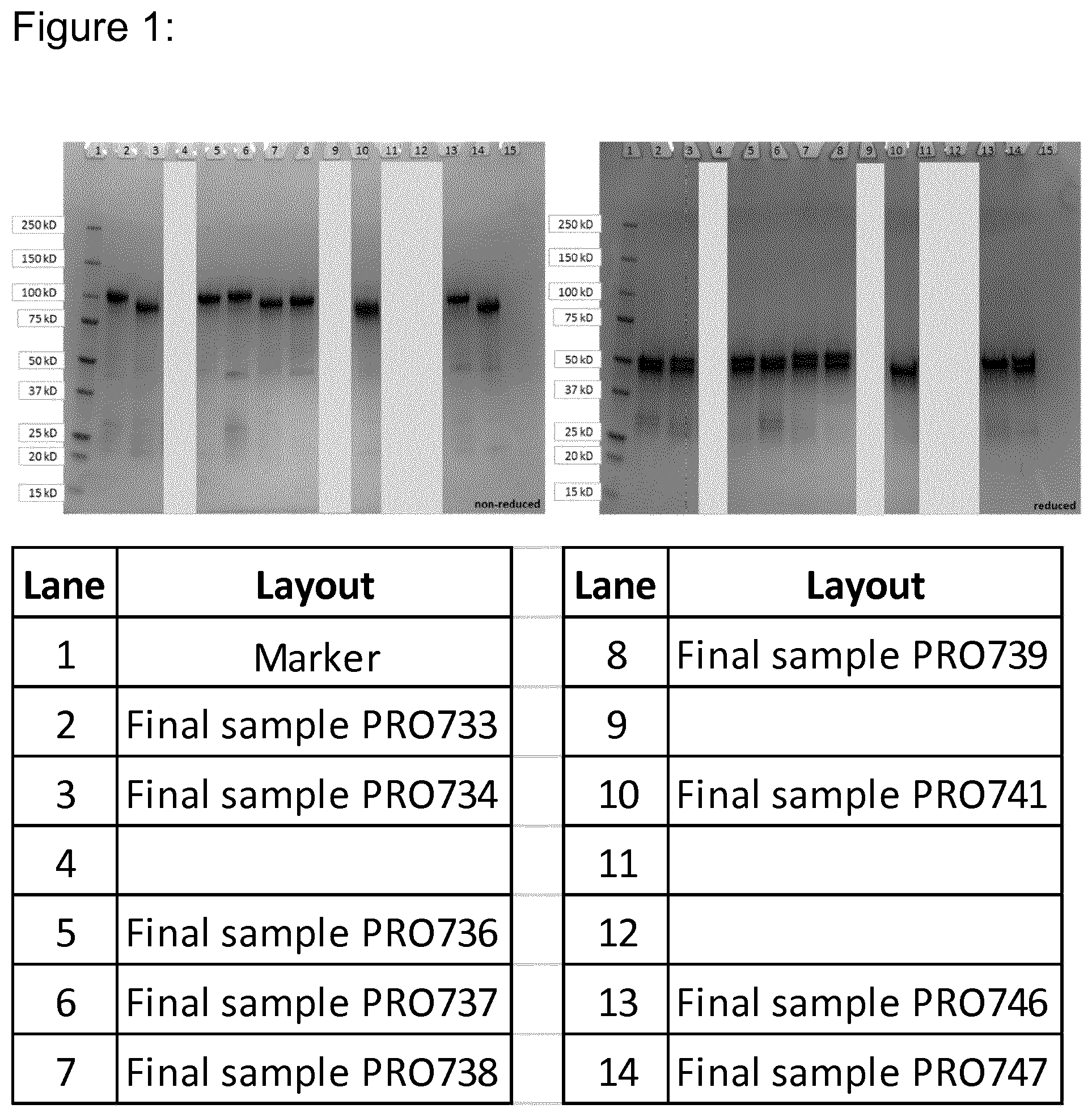 Patent US12098203 — Hetero-dimeric multi-specific antibody format targeting at least CD3 and HSA — Figure 1