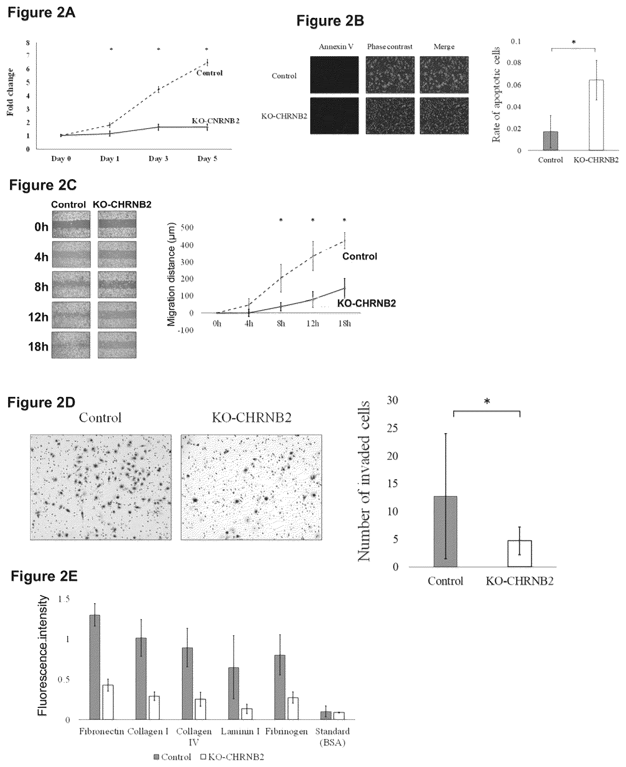 Patent US12098205 Figure 2 – Therapeutic agent targeted to receptor protein, test agent, antibody that binds to receptor protein, and screening method for molecularly targeted drugs