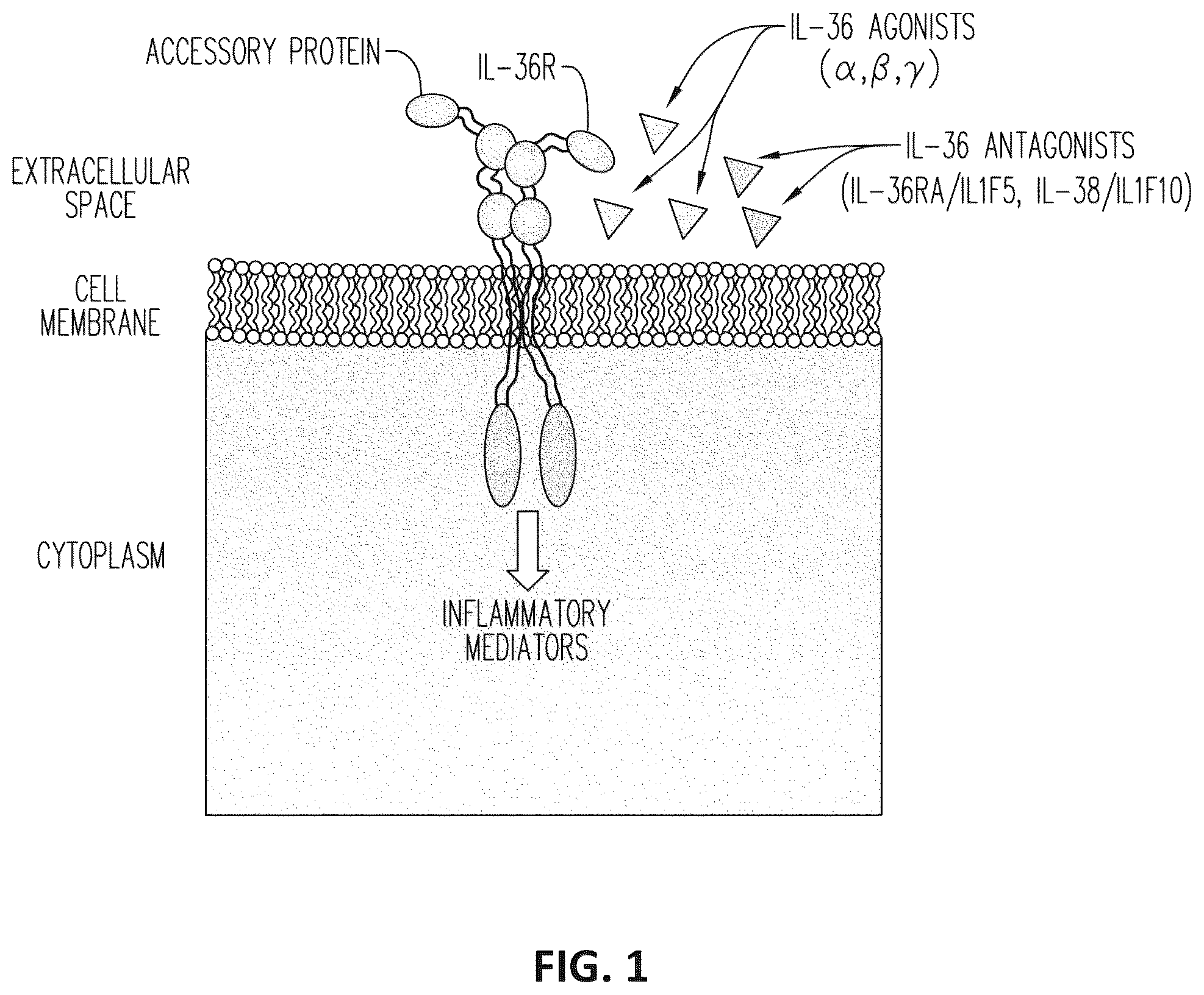 Patent US12098207 — Anti-IL-36R antibodies for the treatment of pyoderma gangrenosum — Figure 1