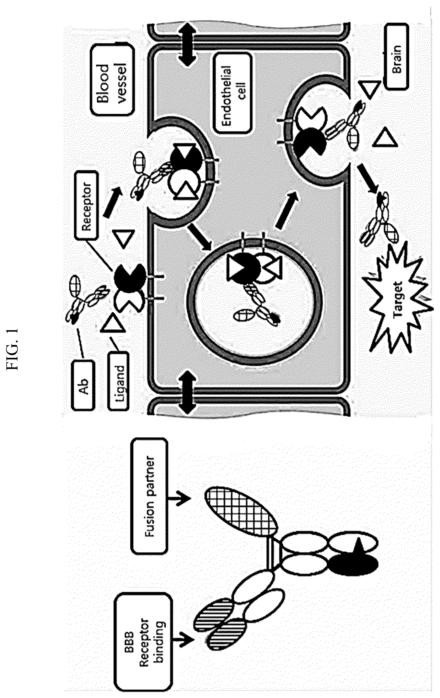 Patent US12098209 — Fusion protein comprising IDS and use thereof — Figure 1