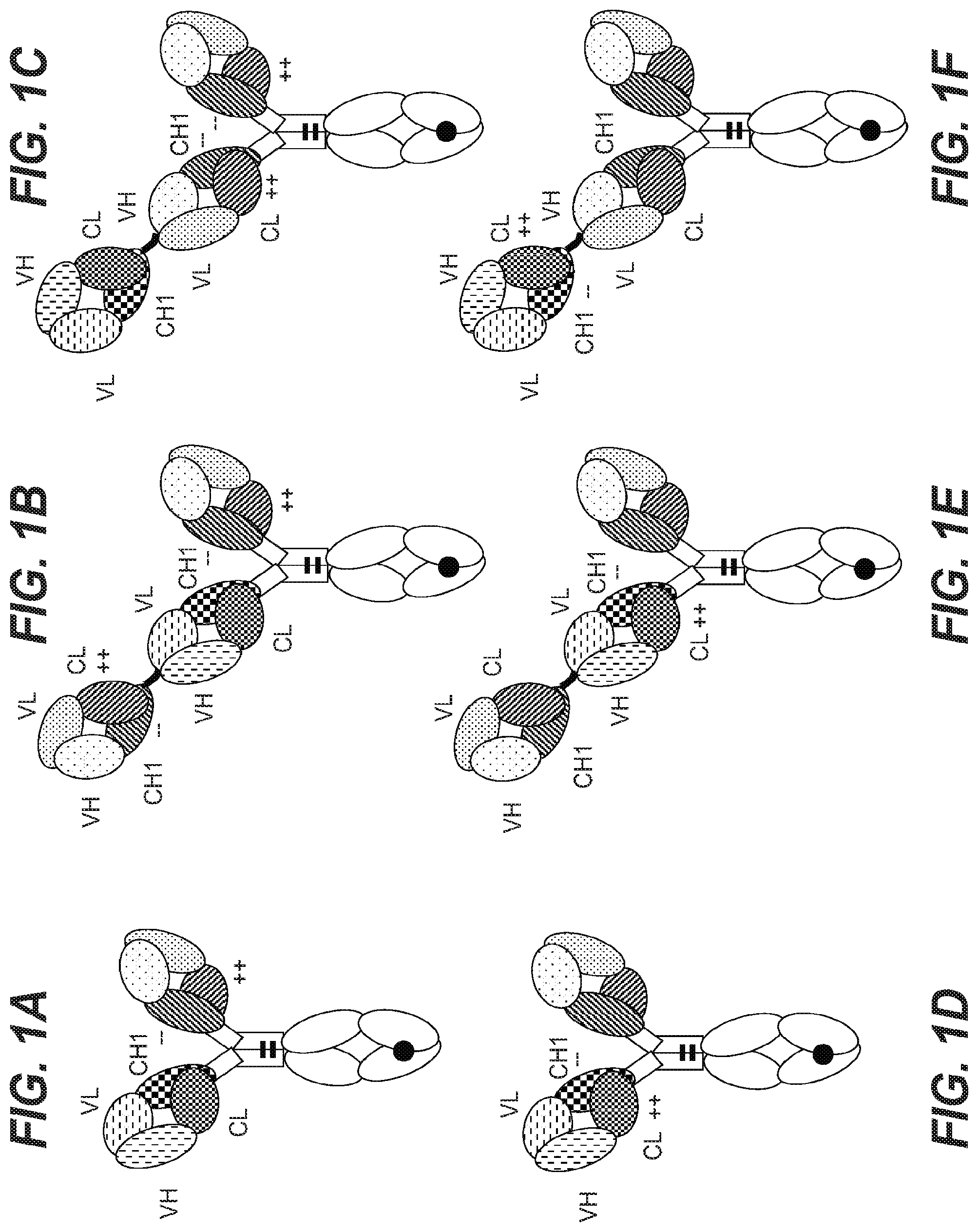 Patent US12098213 — Antibodies binding to HLA-A2/WT1 — Figure 1