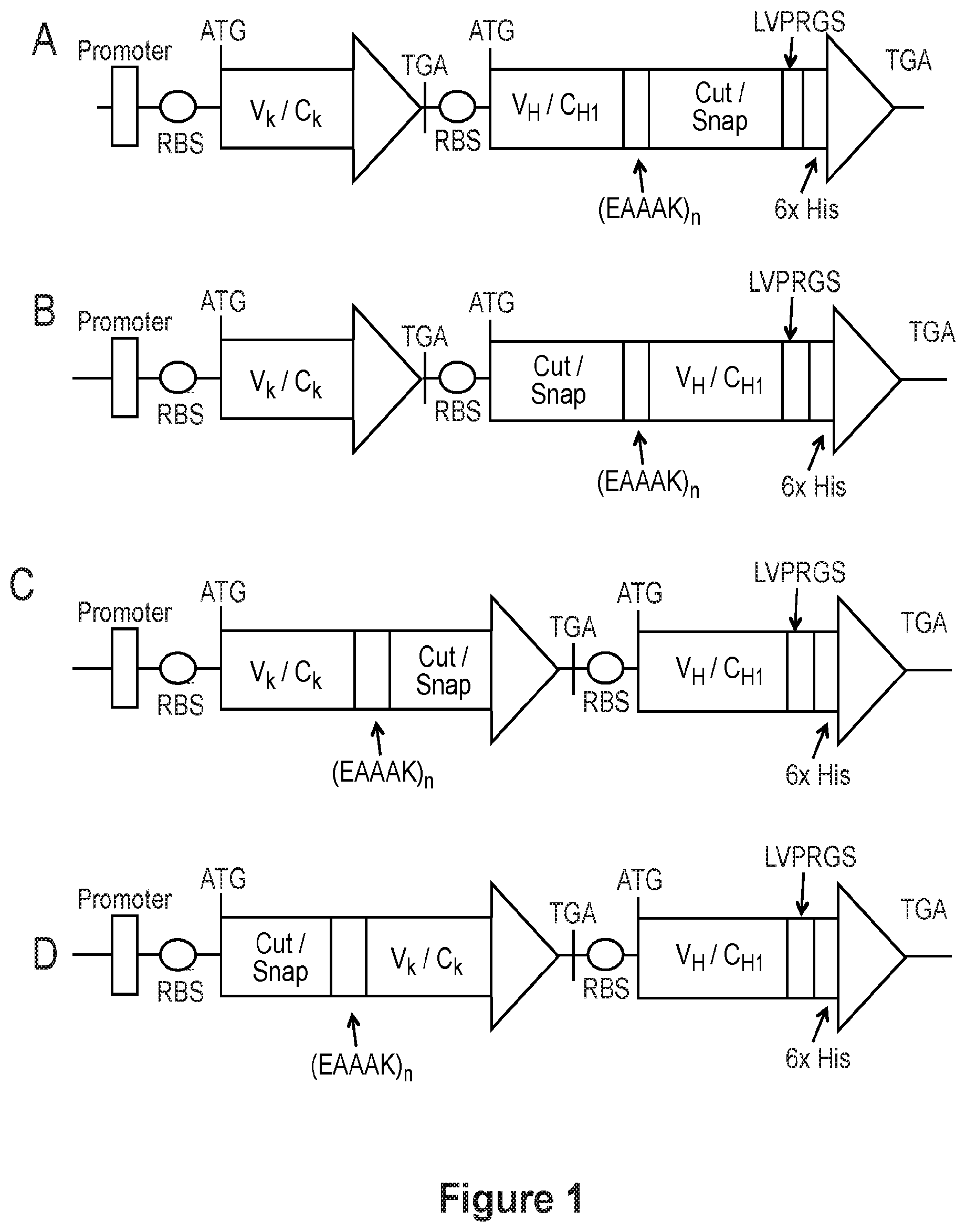Patent US12098215 Figure 1 – Fusion protein construct