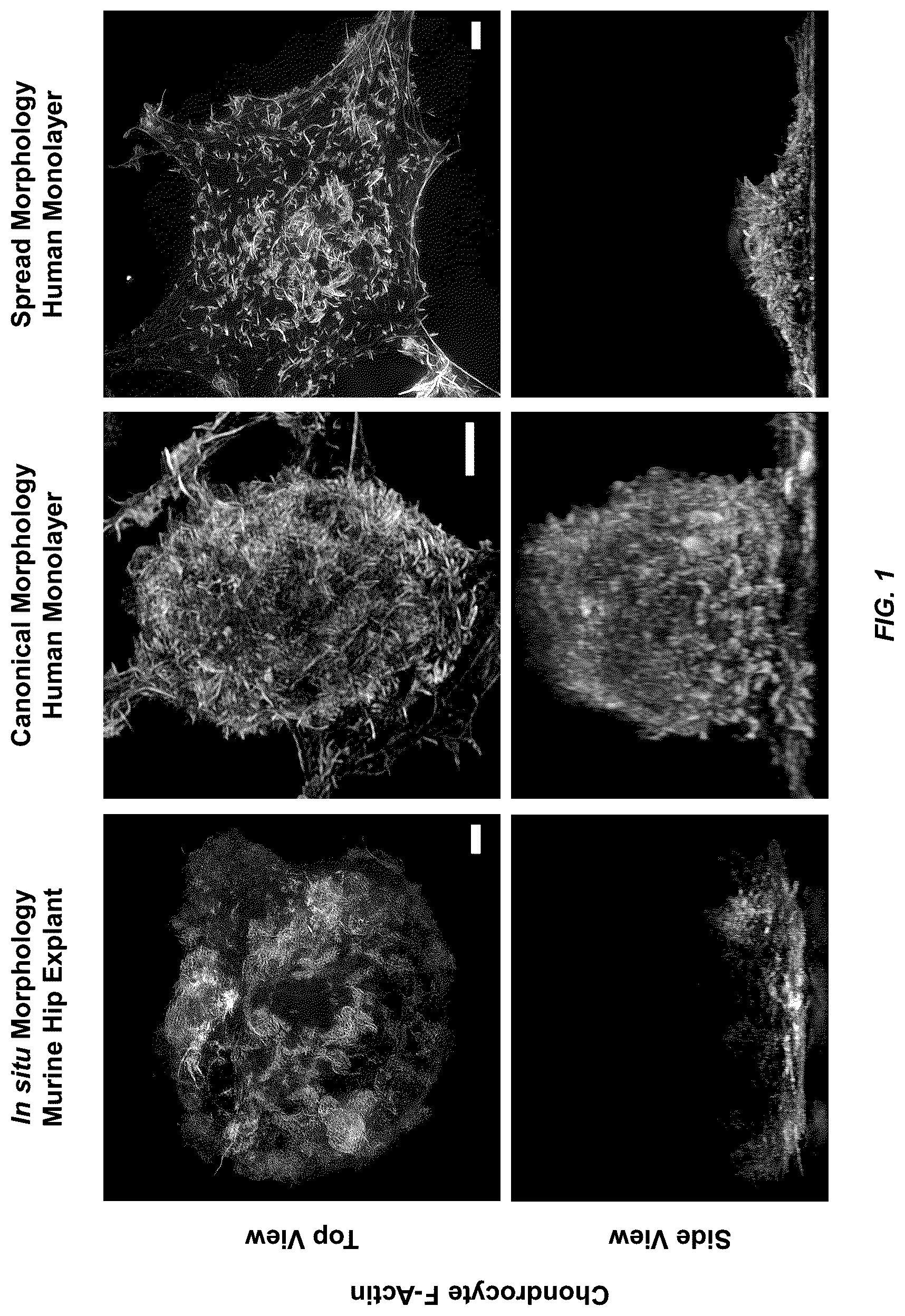 Patent US12098354 Figure 1 – Micropatterned hydrogel for cell cultures
