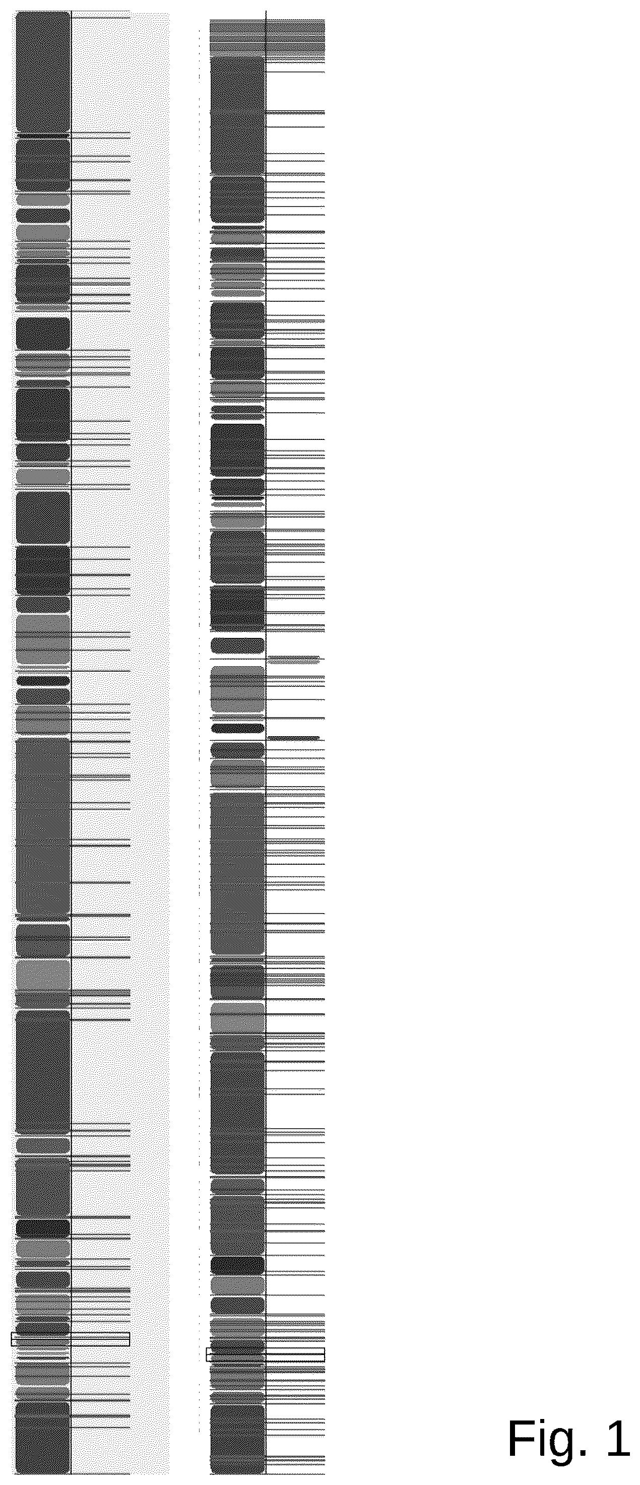 Patent US12098361 — Attenuated Histomonas meleagridis strain and vaccine — Figure 1