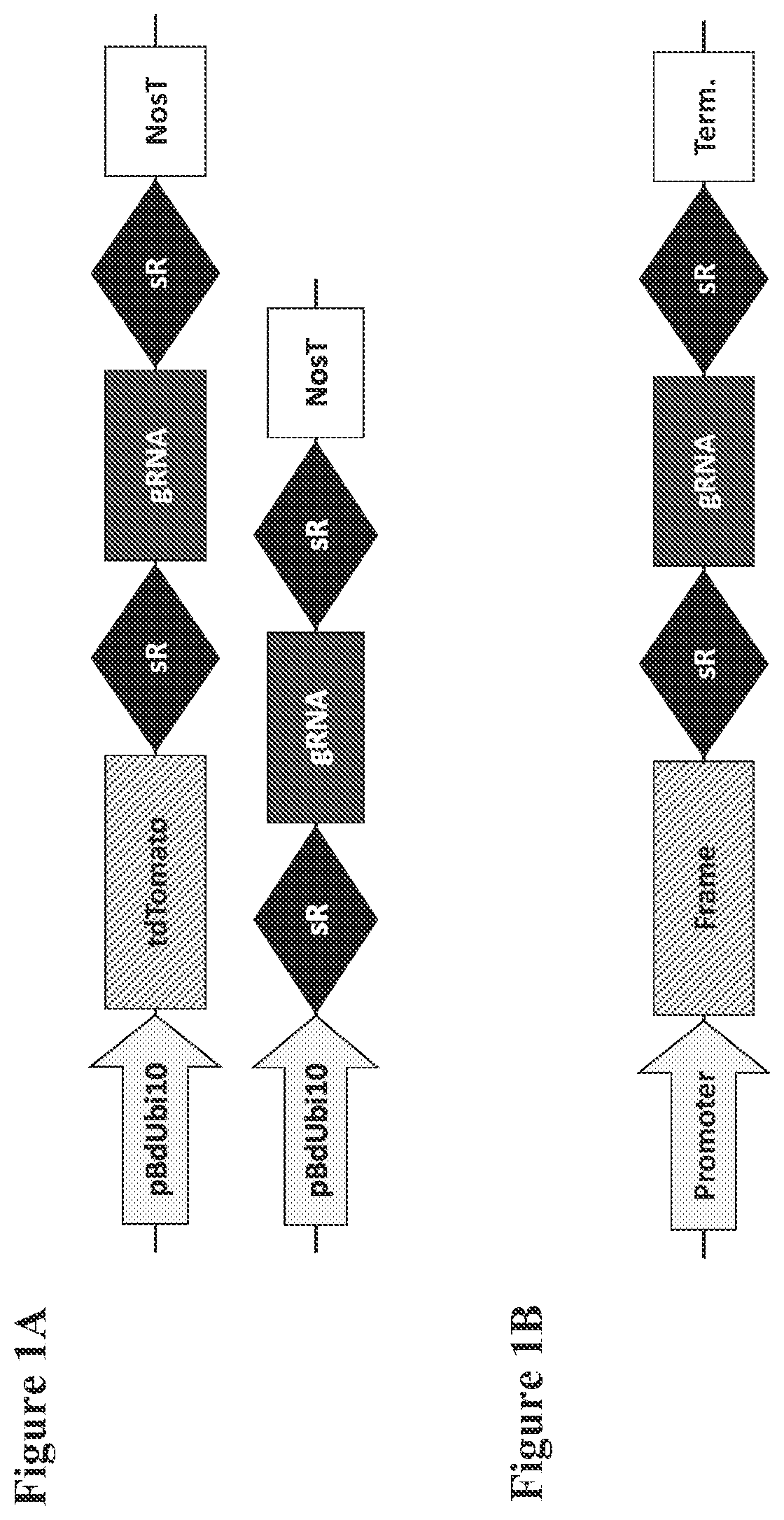 Patent US12098374 — Optimized plant CRISPR/CPF1 systems — Figure 1