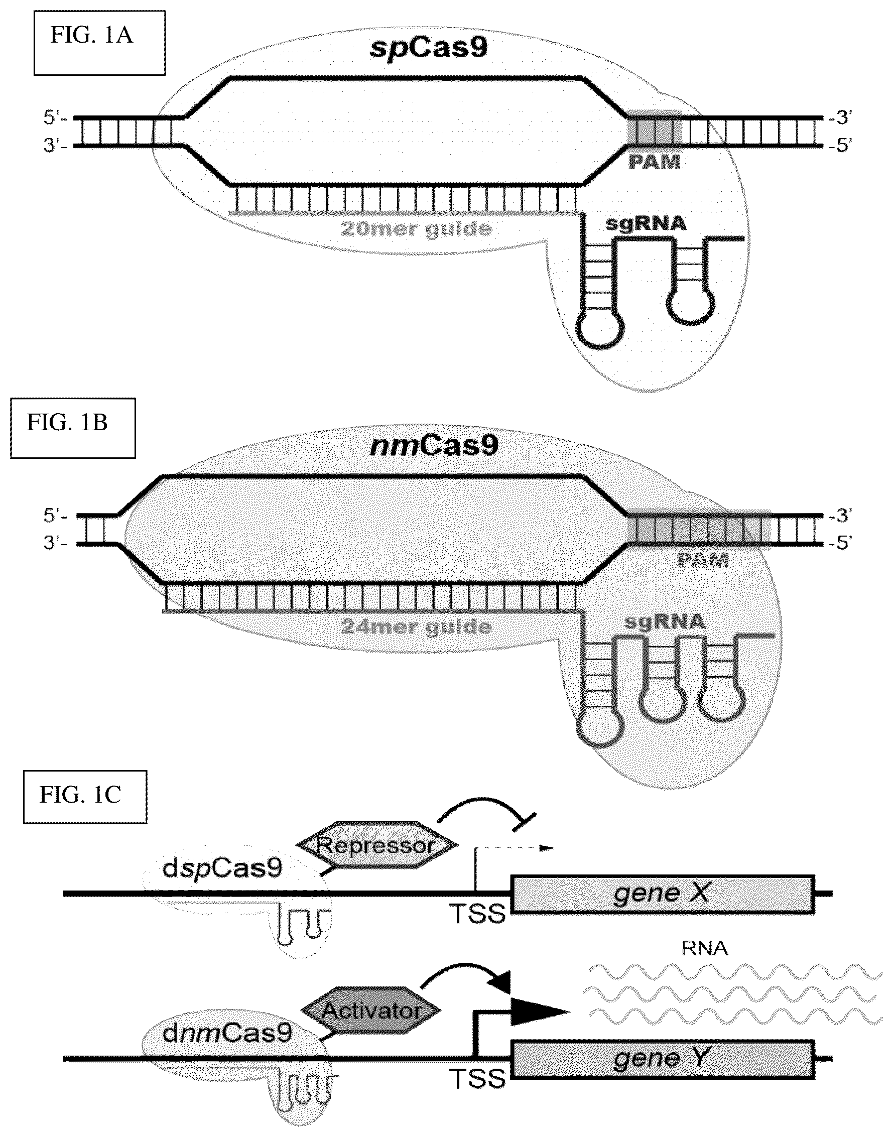 Patent US12098381 — Compositions and methods for differential Cas9 gene labeling and/or editing — Figure 1