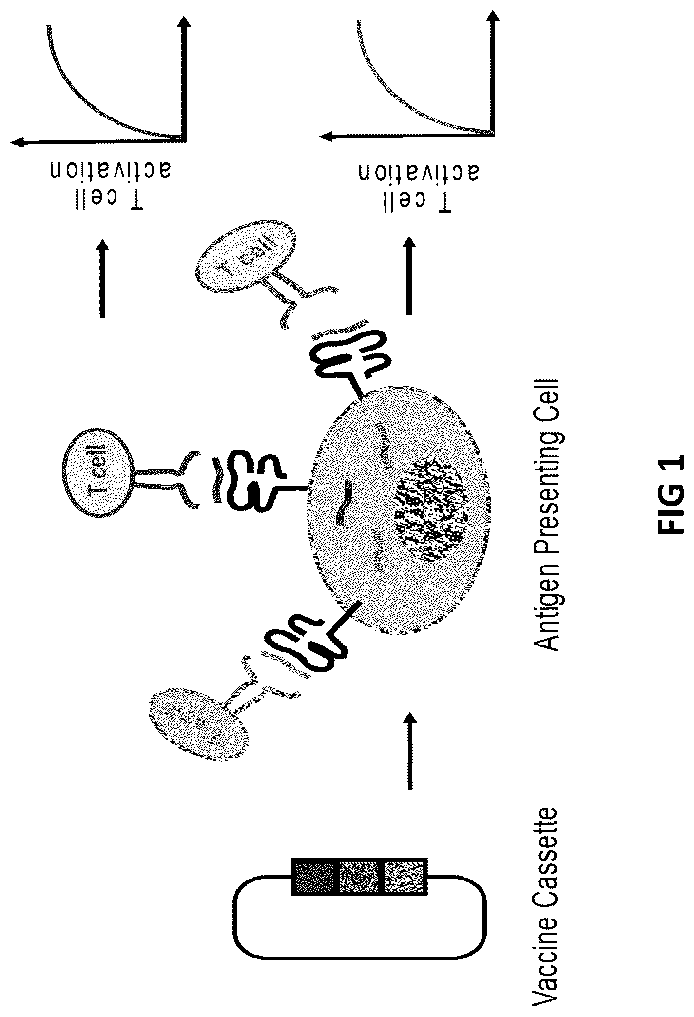 Patent US12098383 — Modified adenoviruses — Figure 1