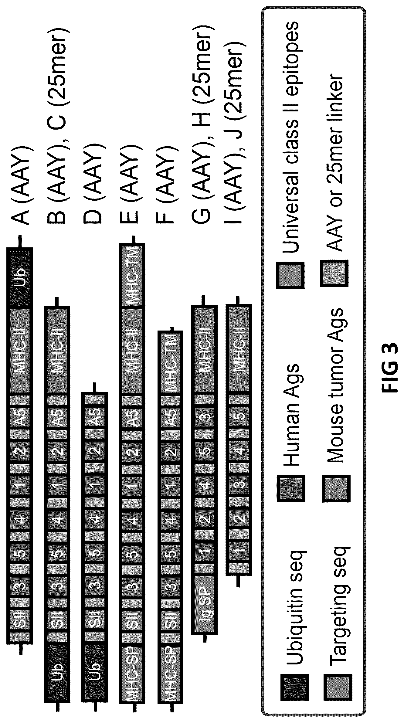 Patent US12098383 Figure 3 – Modified adenoviruses