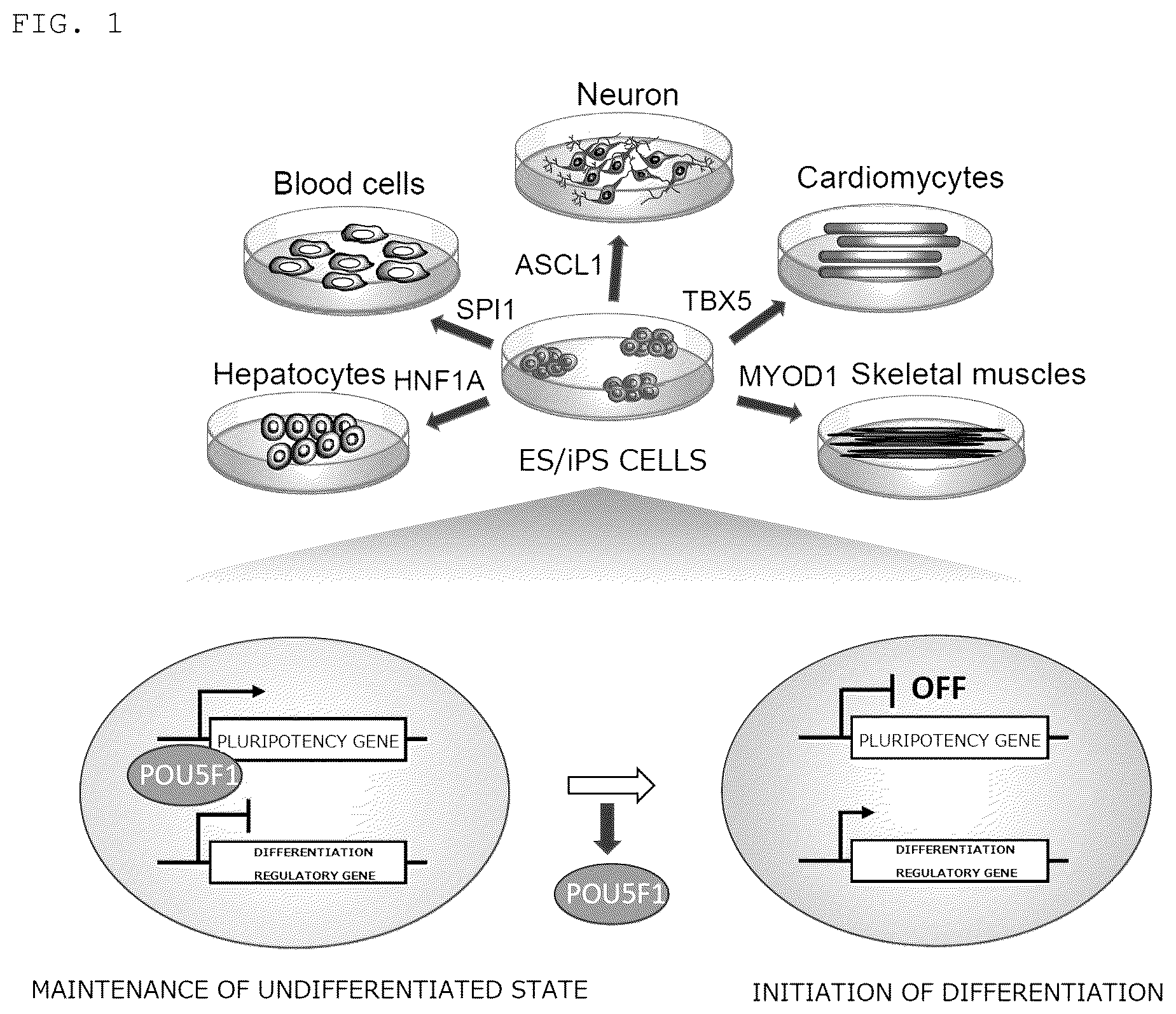 Patent US12098389 — Method for promoting differentiation of pluripotent stem cells by reducing undifferentiated state thereof — Figure 1