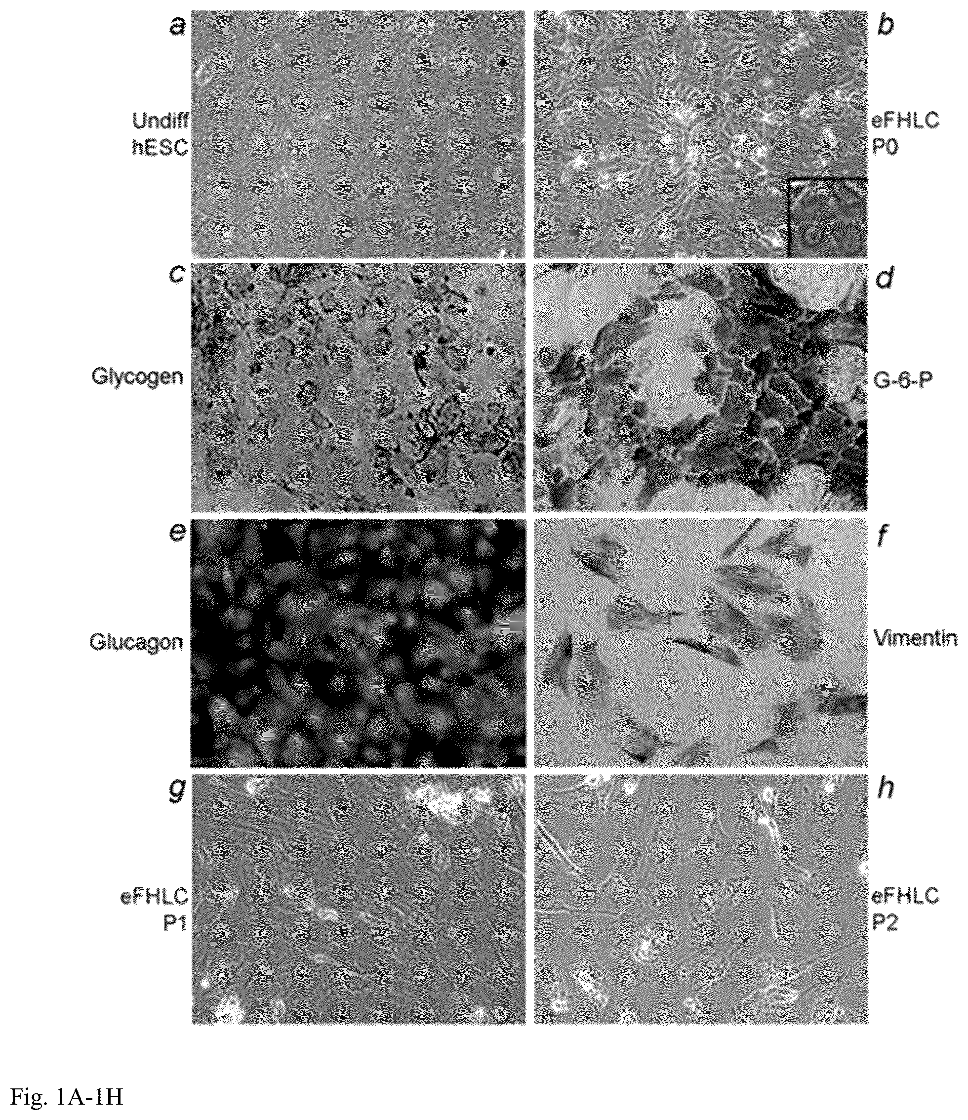 Patent US12098391 — Generation of hepatocytes from pluripotent stem cells — Figure 1
