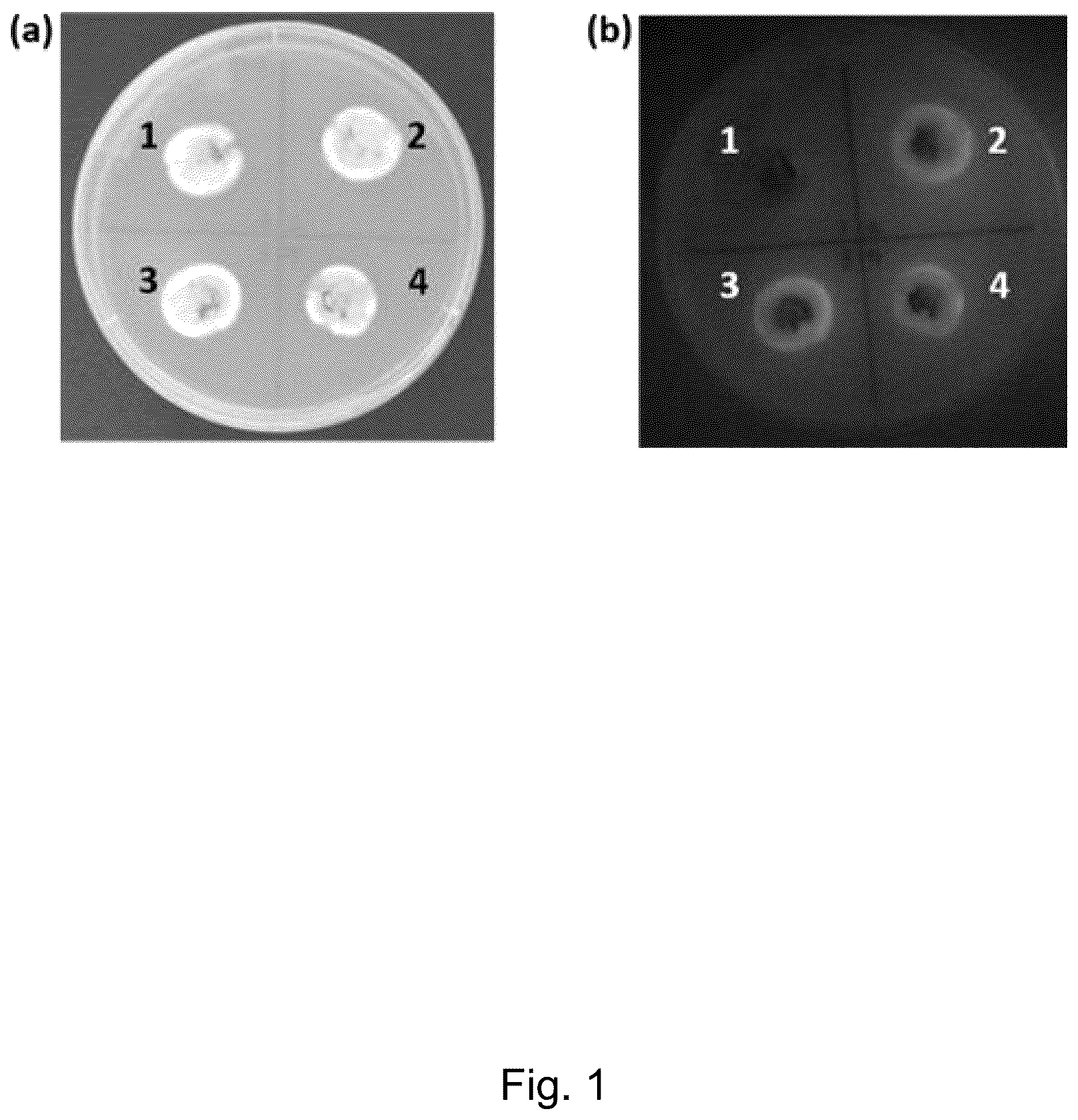 Patent US12098397 — Materials and methods for producing alkaloids — Figure 1