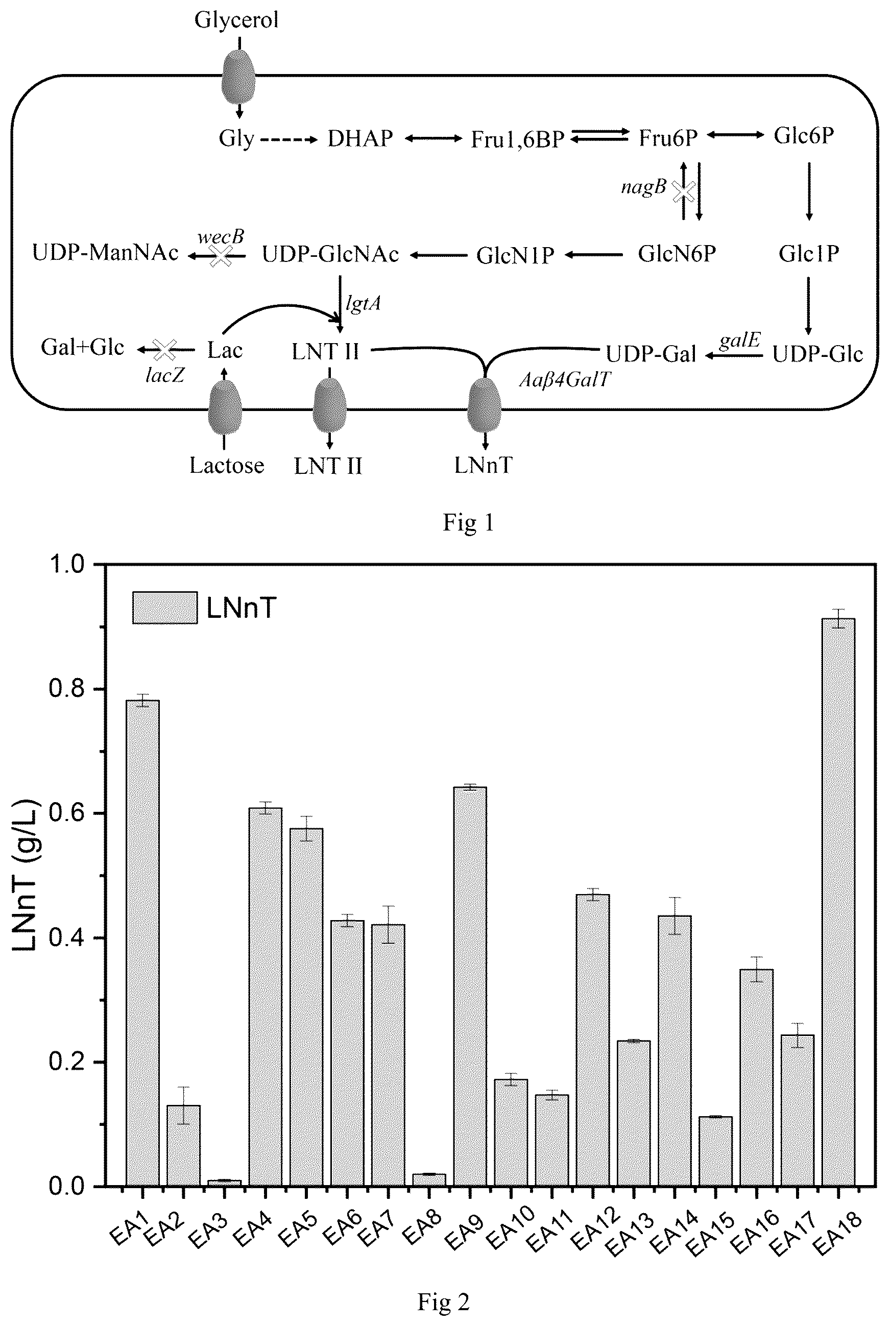 Patent US12098402 — Construction method and application of microorganism capable of realizing high production of lacto-N-neotetraose — Figure 1