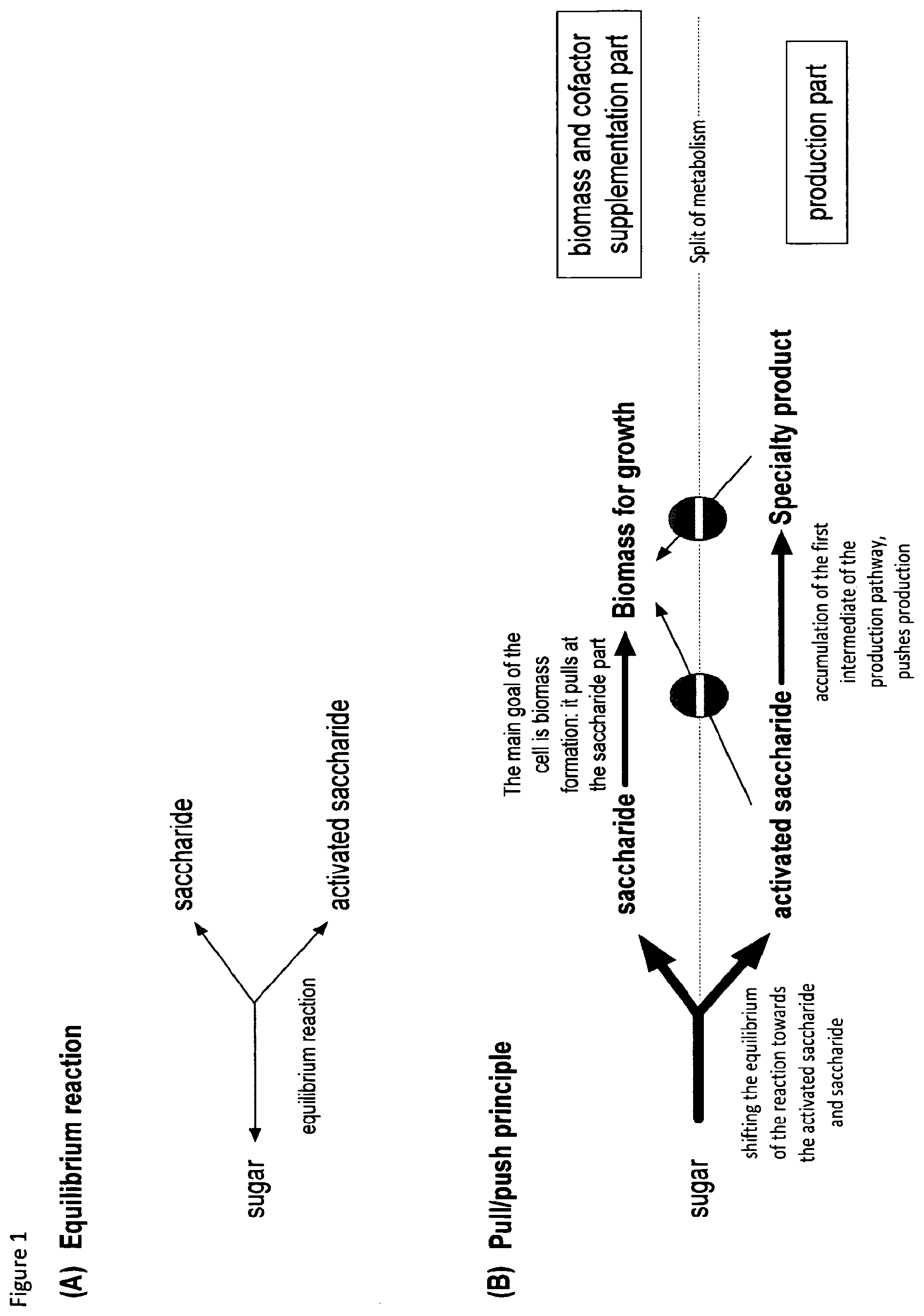 Patent US12098403 — Metabolically engineered organisms for the production of added value bio-products — Figure 1