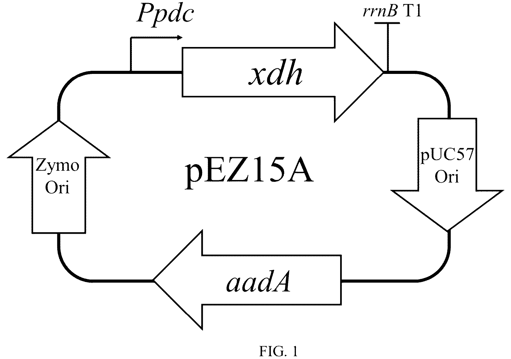 Patent US12098410 — Recombinant Zymomonas mobilis for producing ethylene glycol, method and uses thereof — Figure 1