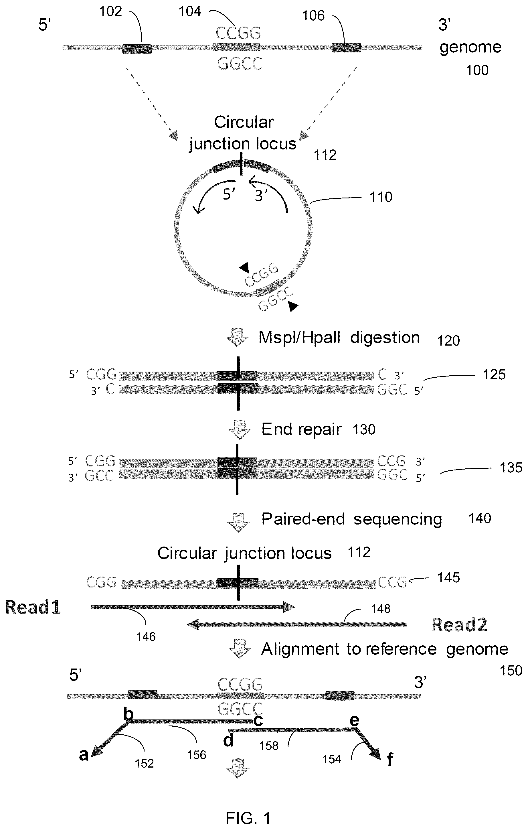 Patent US12098429 — Determining linear and circular forms of circulating nucleic acids — Figure 1