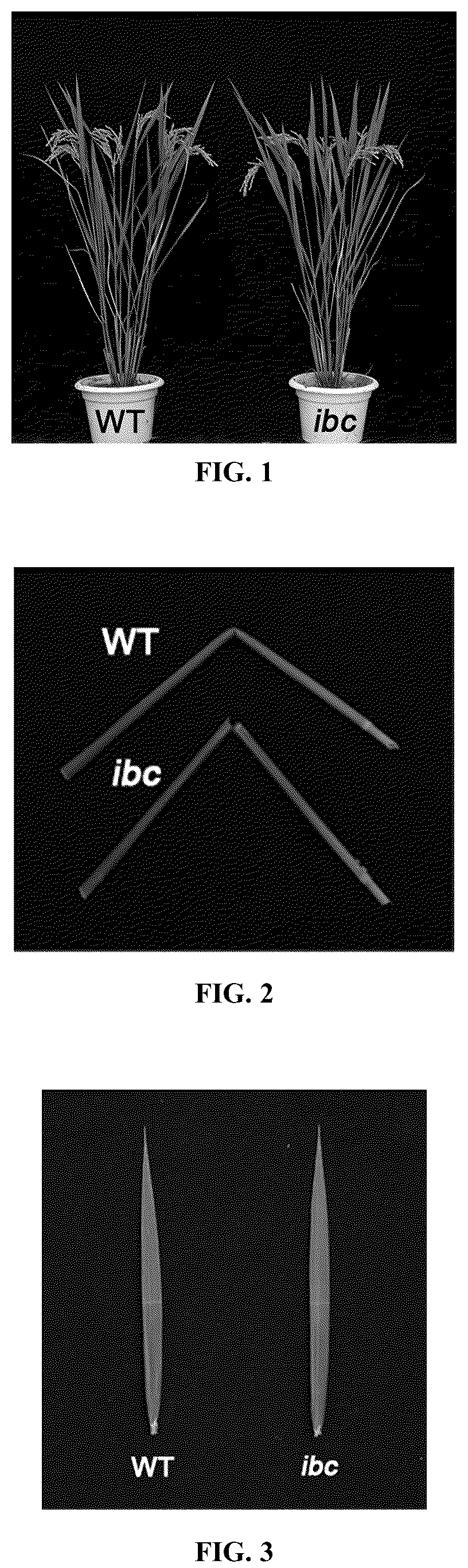Patent US12098432 — Mutation site of ideal brittle culm mutant ibc in rice, controlling gene IBC, and use thereof — Figure 1