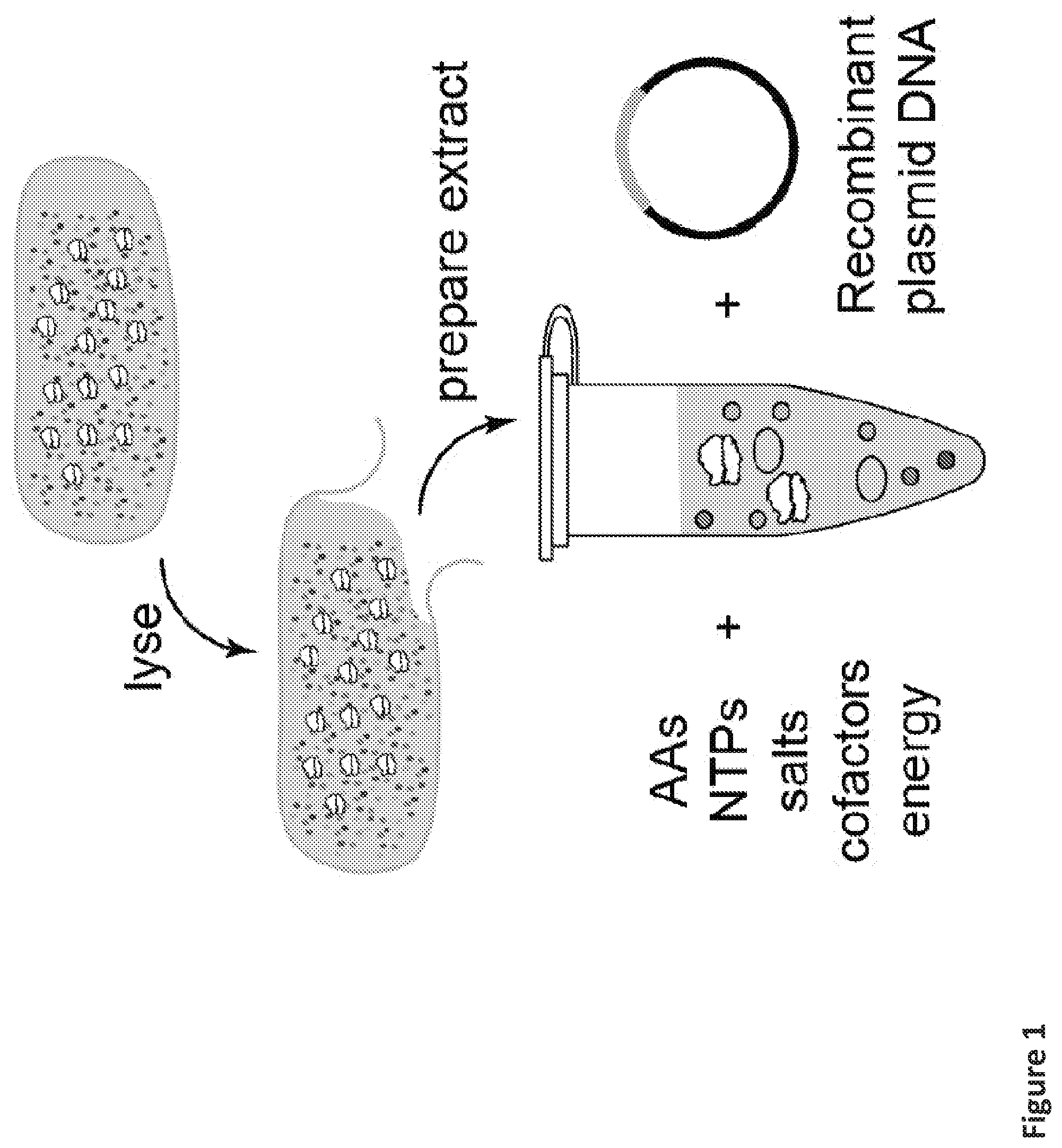 Patent US12098433 — On demand, portable, cell-free molecular sensing platform — Figure 1