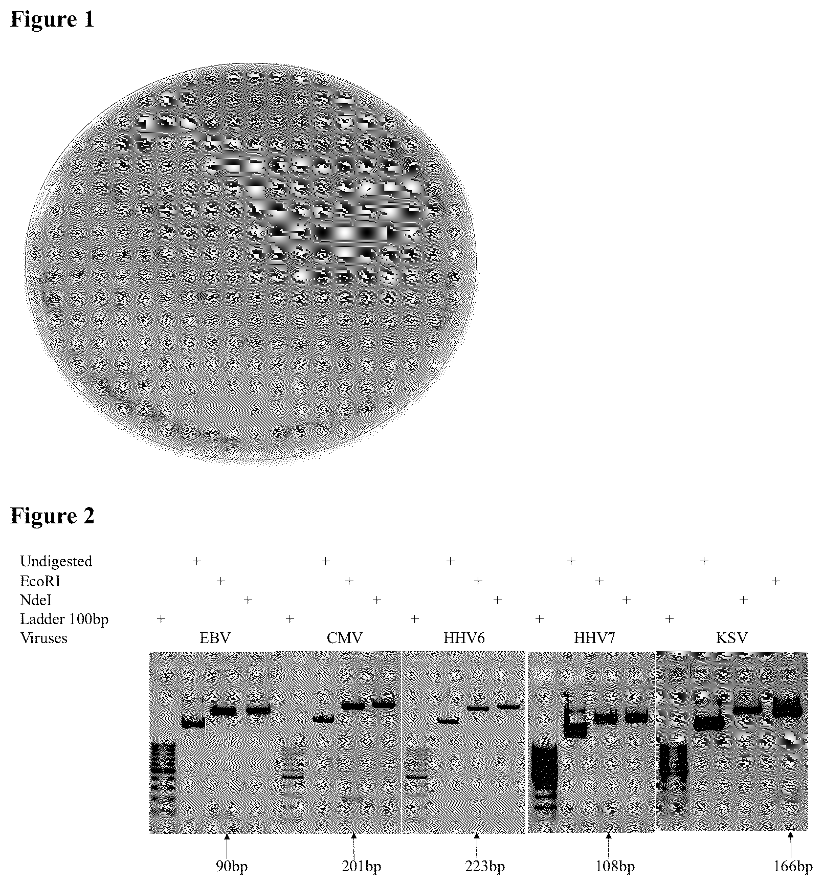 Patent US12098435 Figure 1 – Method for the simultaneous detection and quantification of Epstein-Barr Virus, Cytomegalovirus, Human Herpesvirus 6, Human Herpesvirus 7 and Kaposi's Sarcoma Virus using a multiplex, real-time polymerase chain reaction