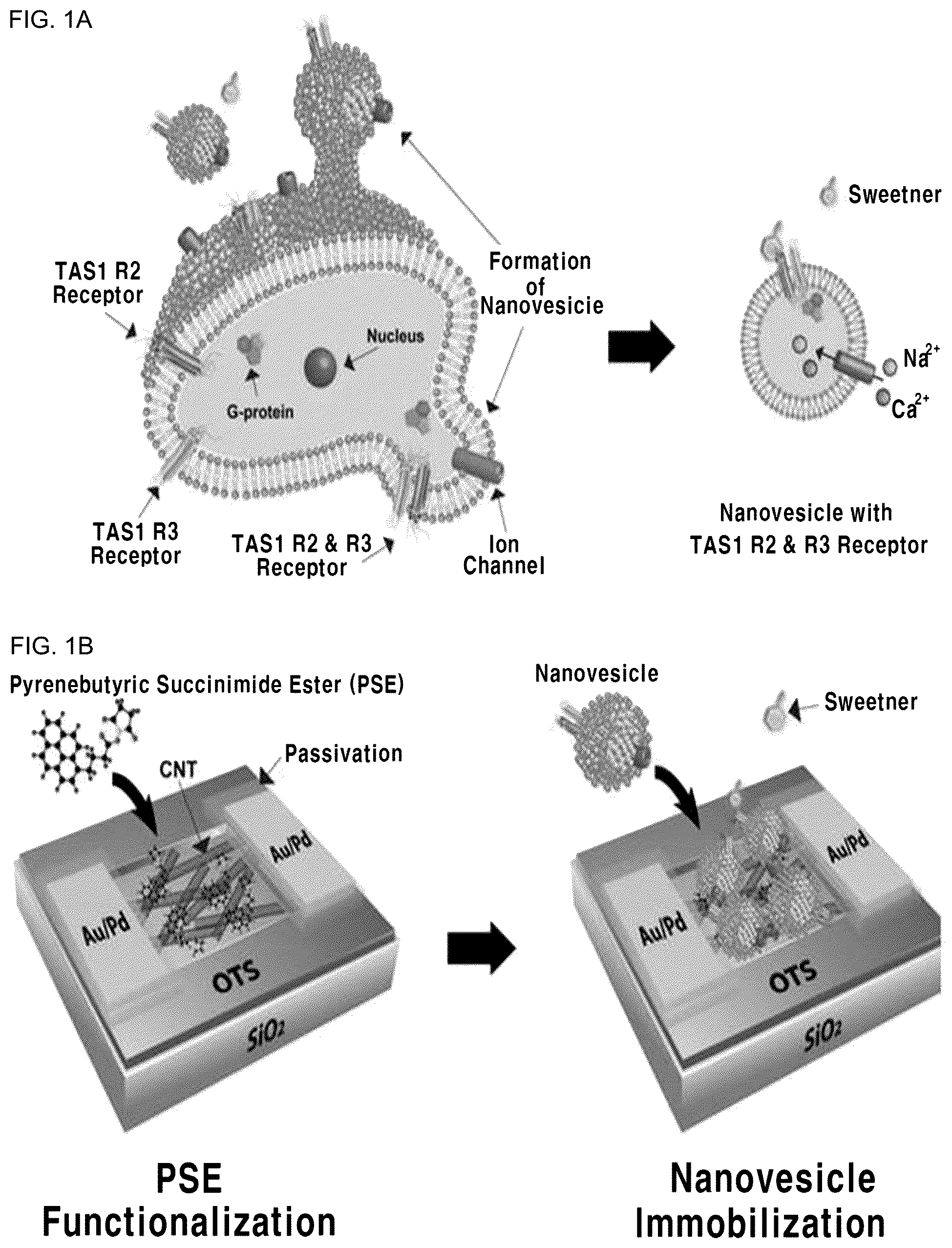 Patent US12099060 — Nanovesicle comprising heterodimeric G-protein coupled receptor, method for preparing nanovesicle, field effect transistor-based taste sensor comprising nanovesicle, and method for manufacturing taste sensor — Figure 1