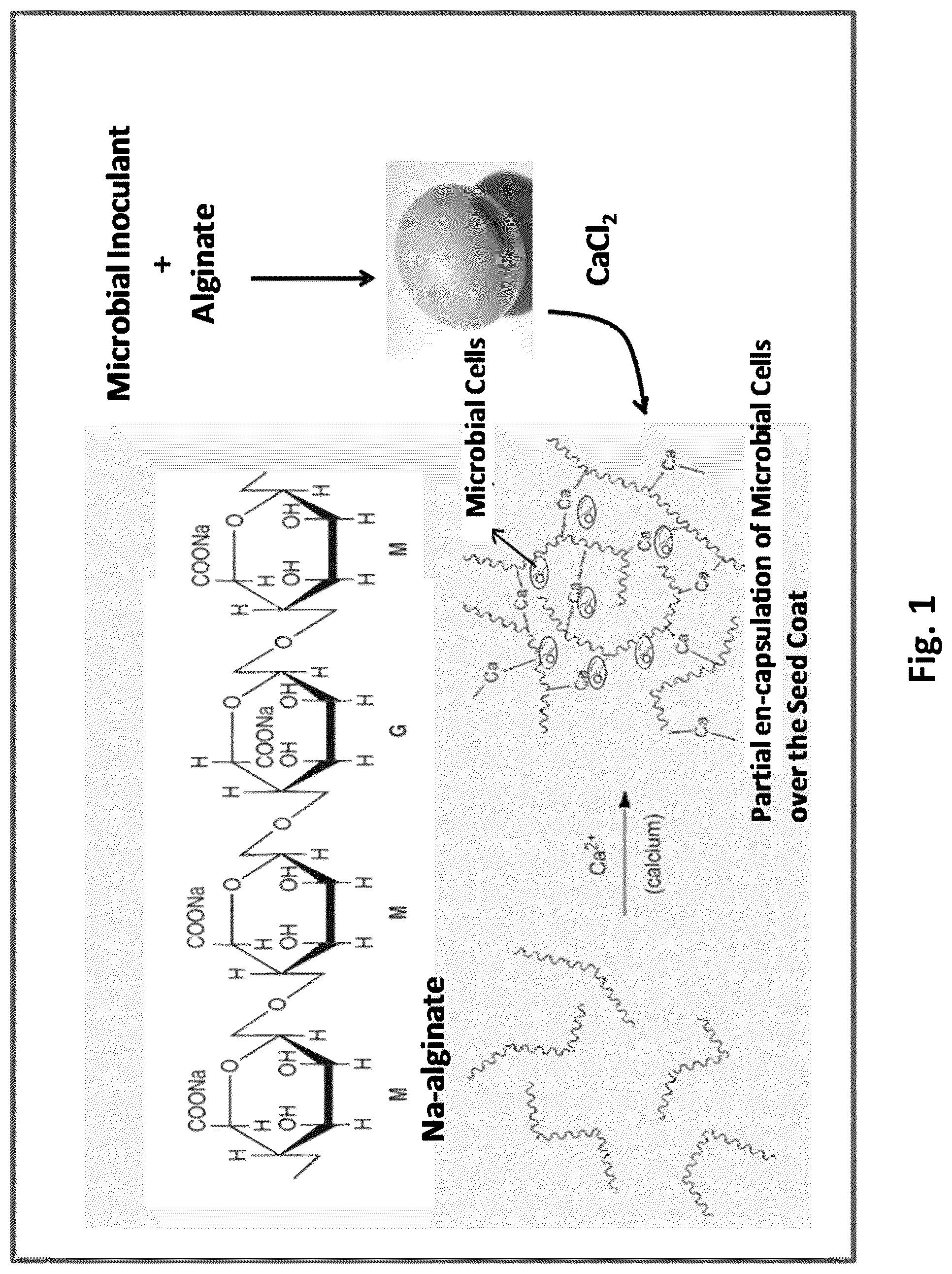 Patent US12102084 — Processes for the preparation of treated seeds — Figure 1