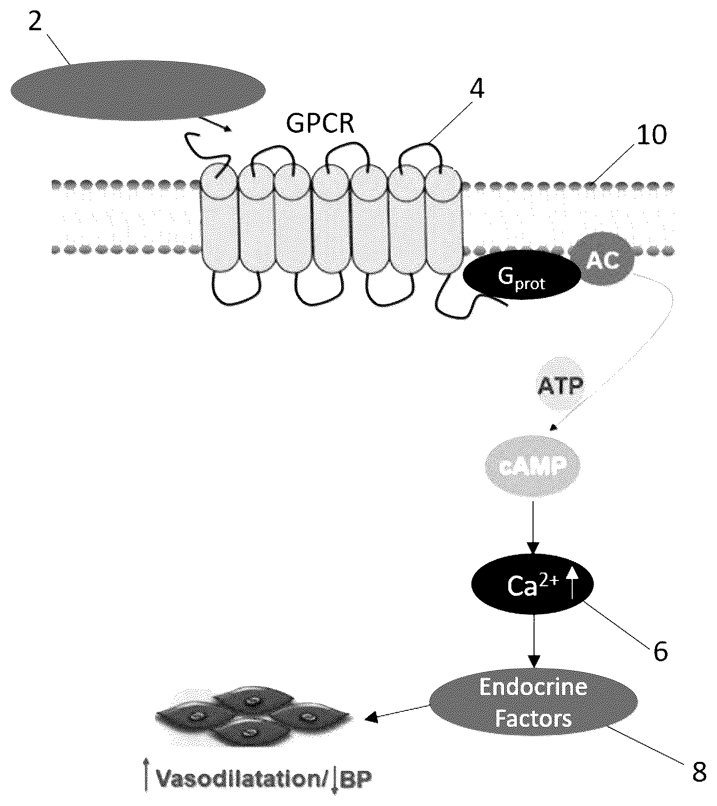 Patent US12102611 — Compositions and methods for treating hypertension by modulating endocrine activity — Figure 1