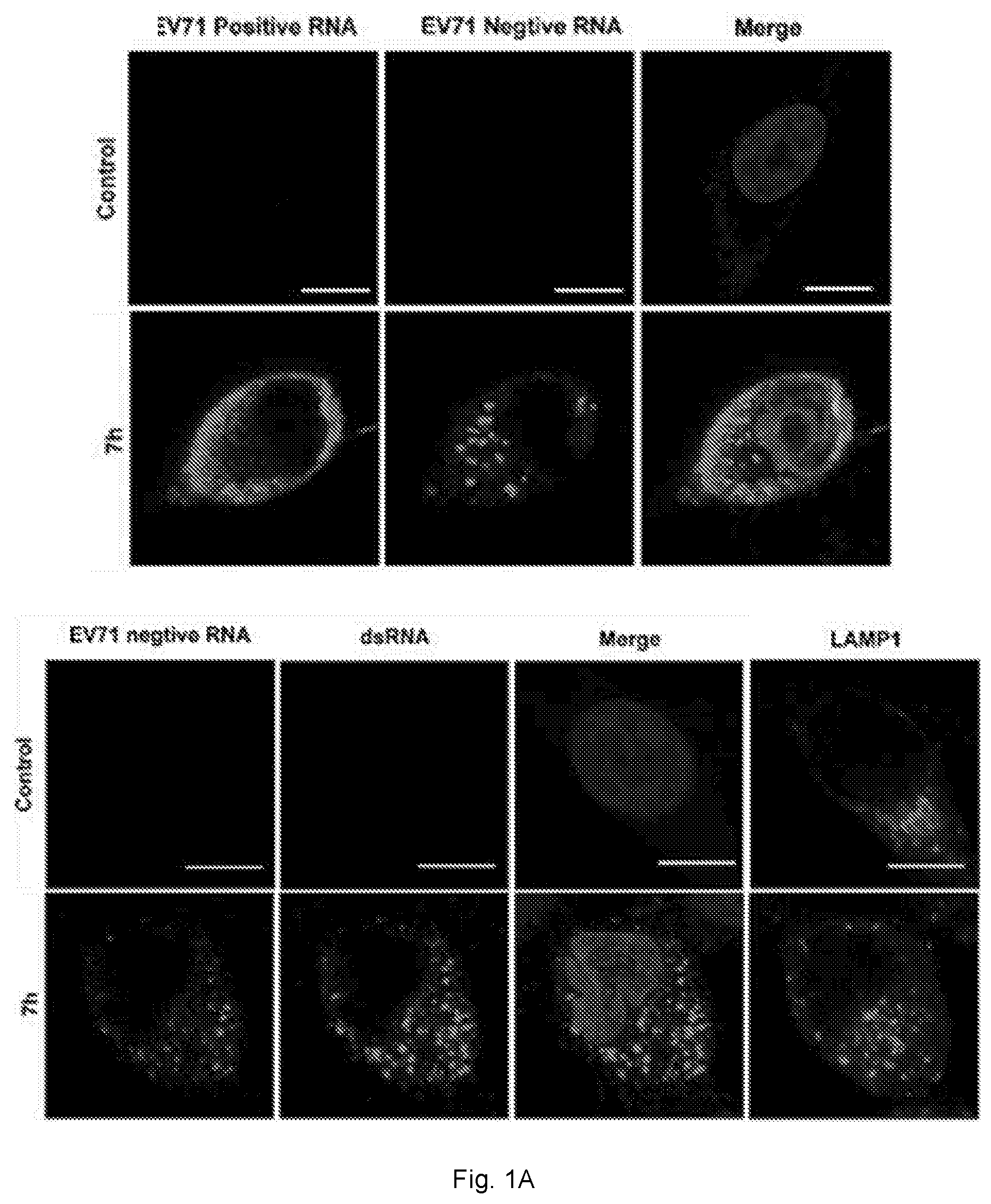 Patent US12102634 Figure 1 – Use of berbamine or its analogue for preventing or treating RNA virus infection