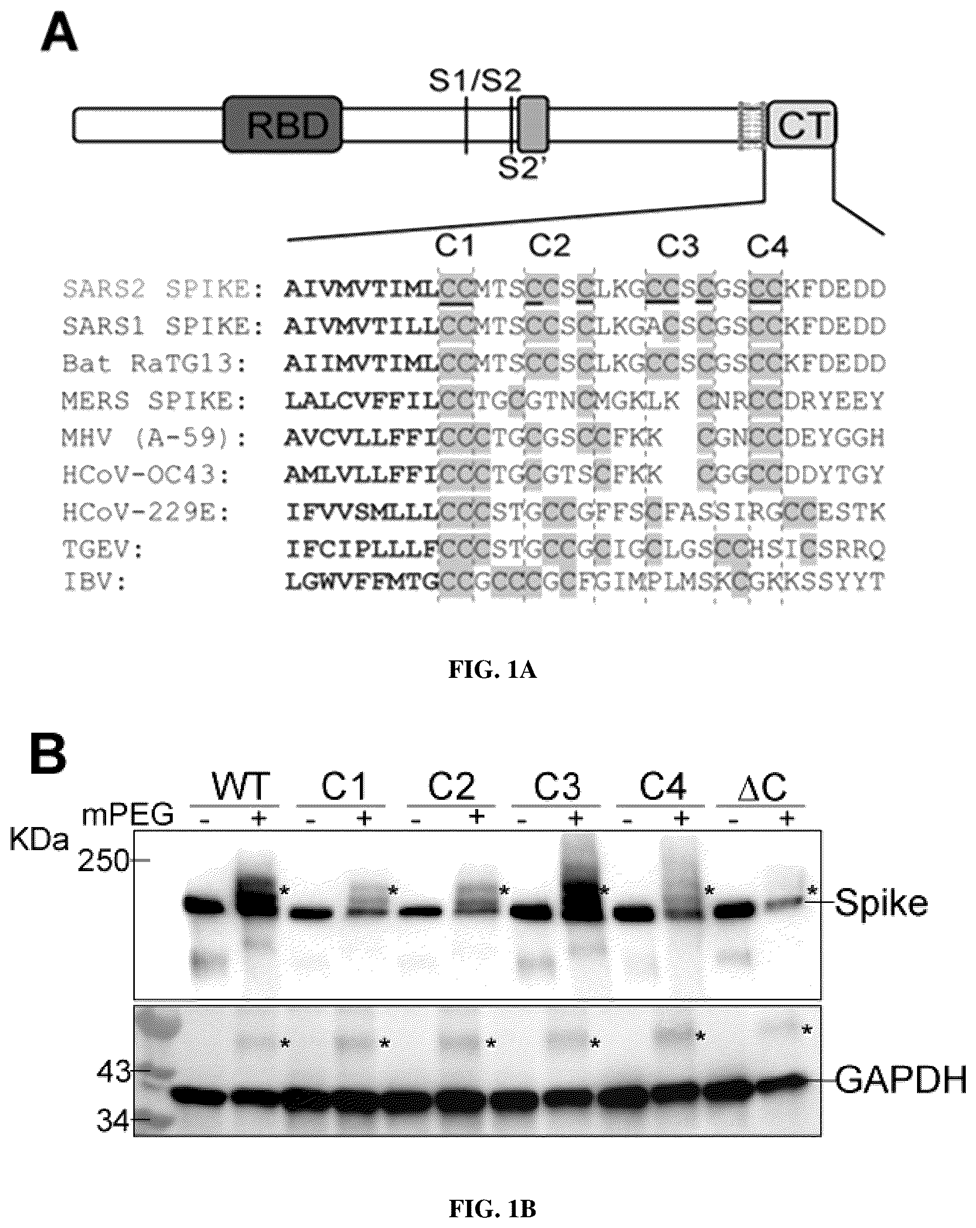 Patent US12102635 — Methods of using protein palmitoylations inhibitors — Figure 1