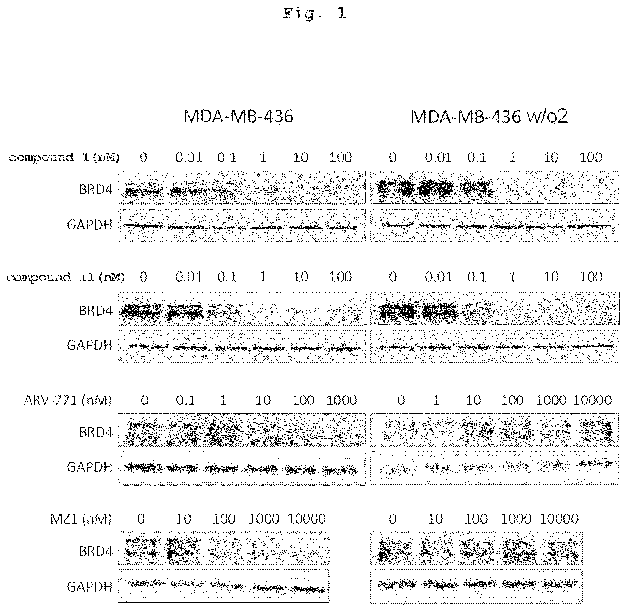 Patent US12102641 — Sulfonamide or sulfinamide compound having effect of inducing BRD4 protein degradation and pharmaceutical use thereof — Figure 1