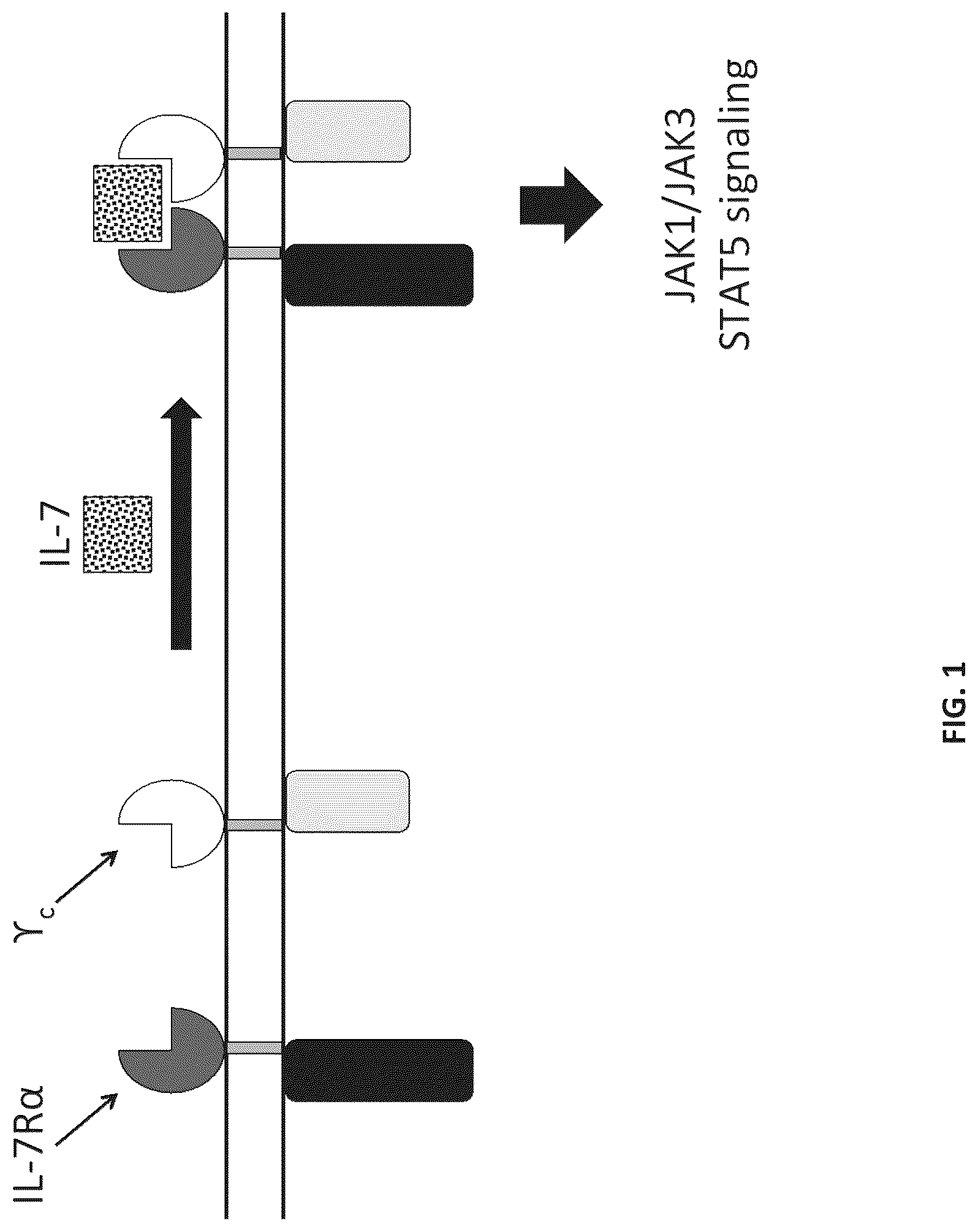 Patent US12102652 — Constitutively active cytokine receptors for cell therapy — Figure 1