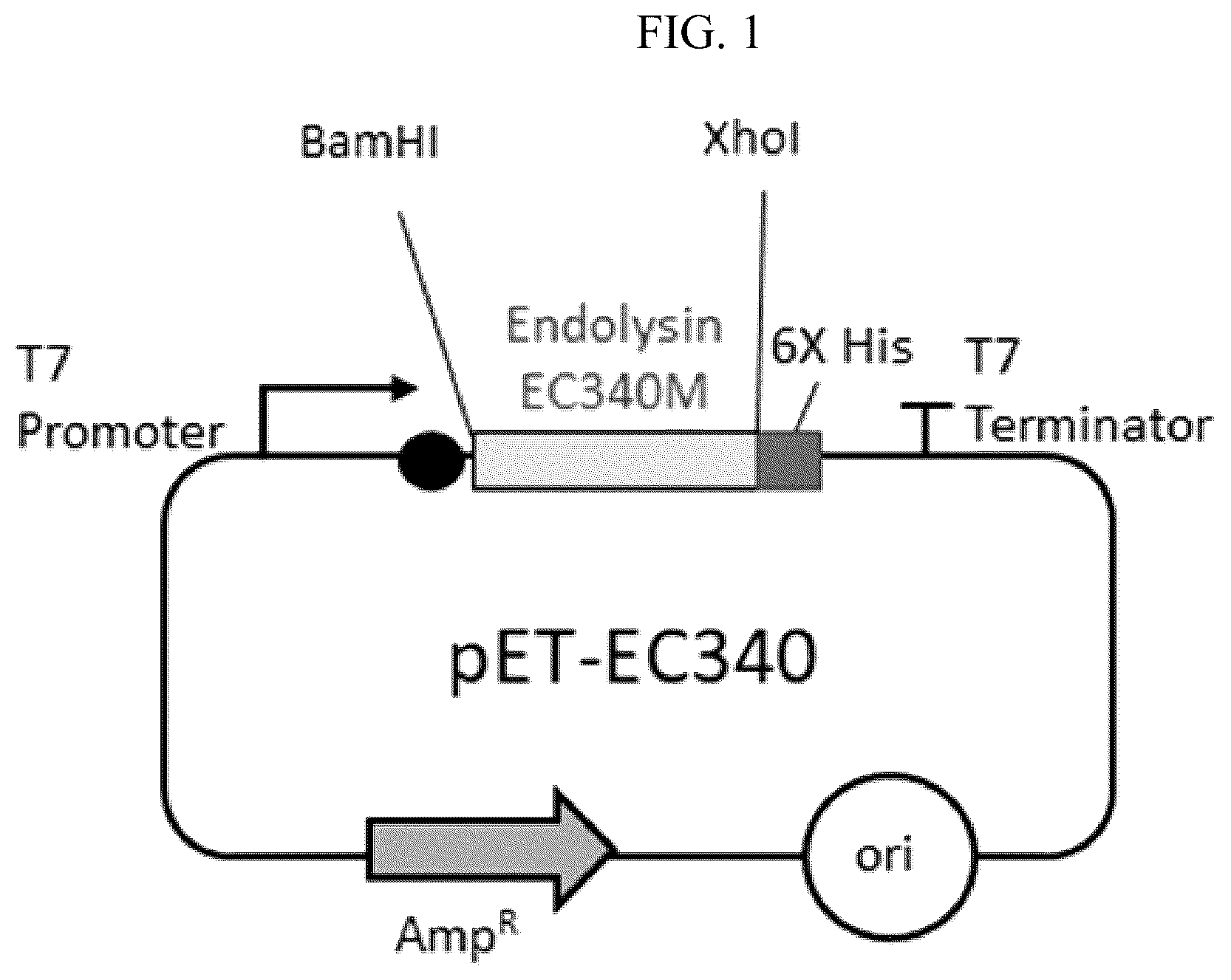 Patent US12102667 Figure 1 – Polypeptides and antibiotics against gram-negative bacterium comprising the same