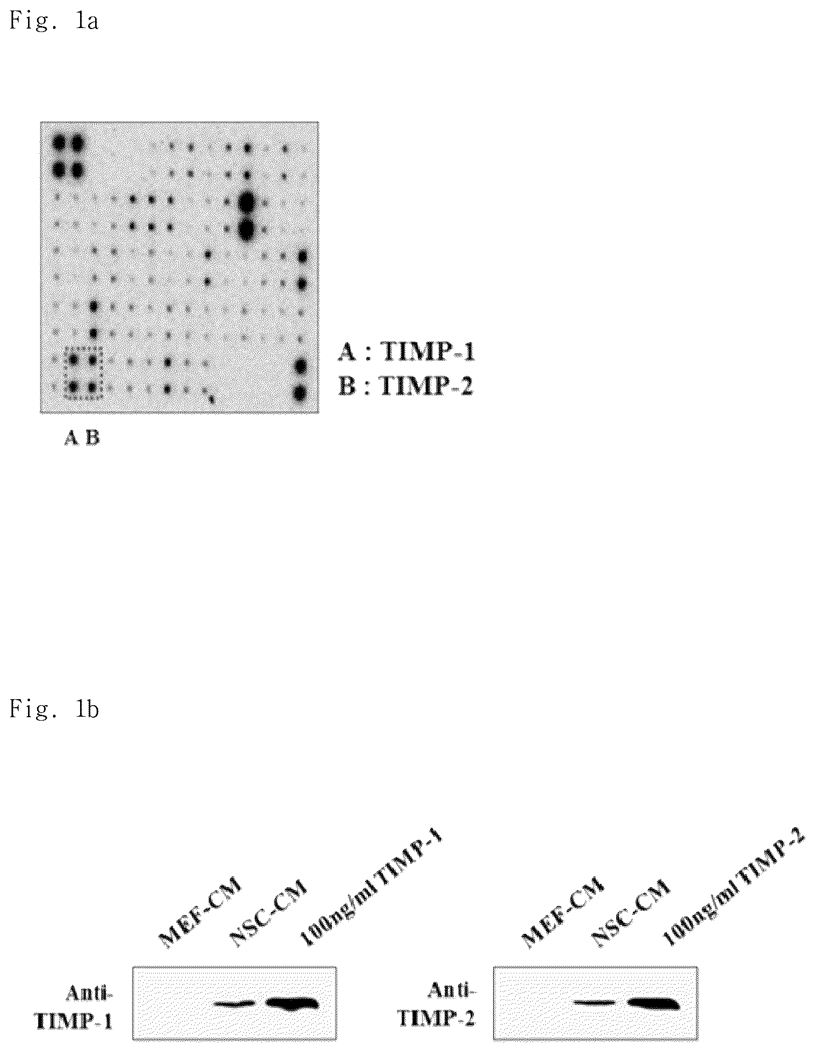 Patent US12102669 — Compositions for inhibiting teratoma formation and growth comprising TIMP-1 and TIMP-2 as effective components — Figure 1