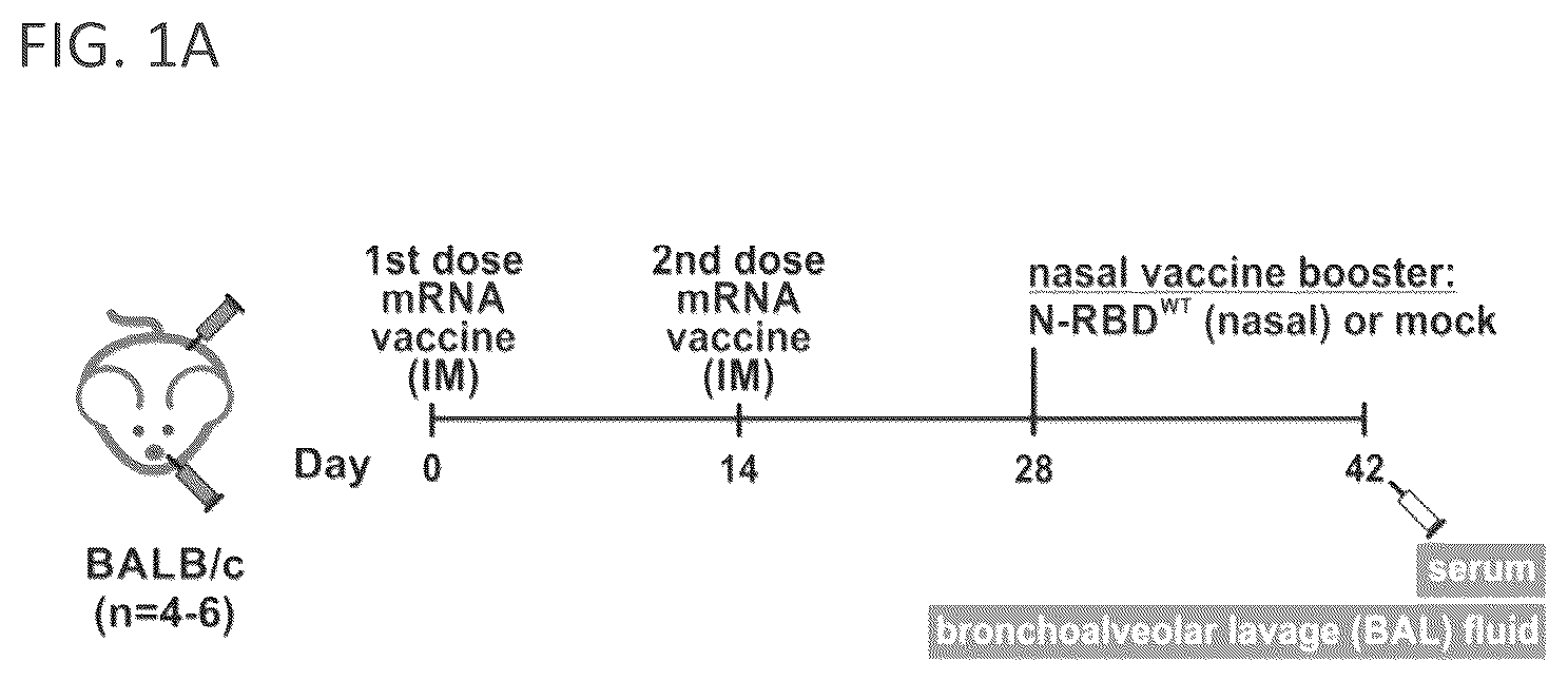 Patent US12102678 — Vaccine booster compositions for respiratory viral diseases — Figure 1