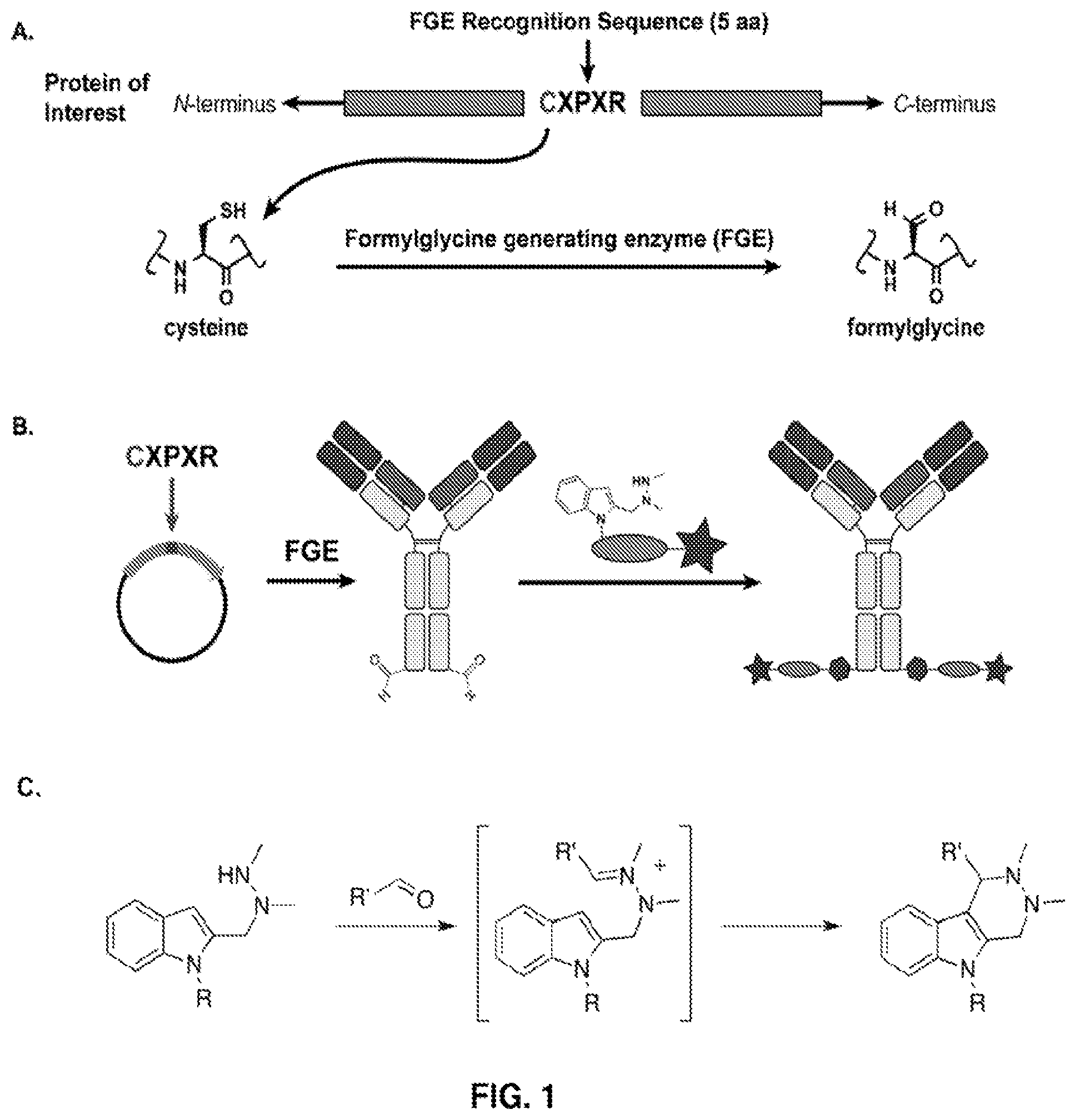 Patent US12102689 — Anti-CD22 antibody-maytansine conjugates and methods of use thereof — Figure 1
