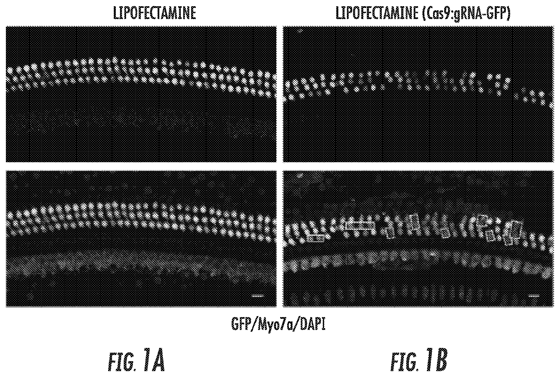 Patent US12102691 — Methods for efficient delivery of therapeutic molecules in vitro and in vivo — Figure 1