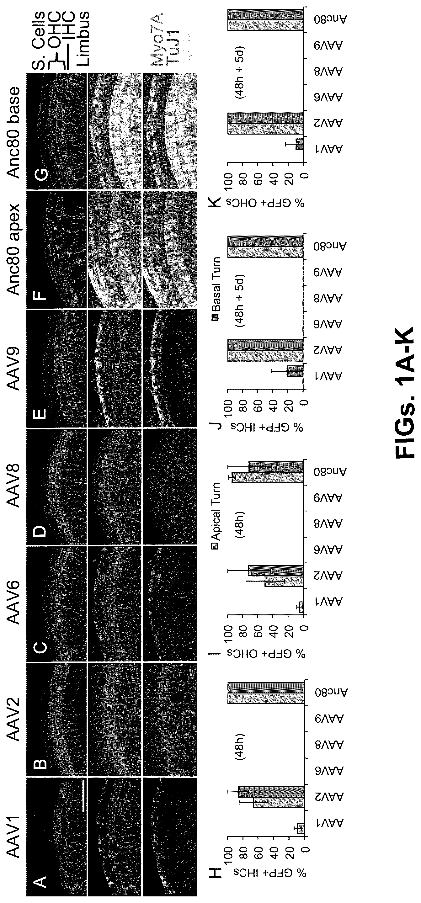 Patent US12102692 — Materials and methods for delivering nucleic acids to cochlear and vestibular cells — Figure 1