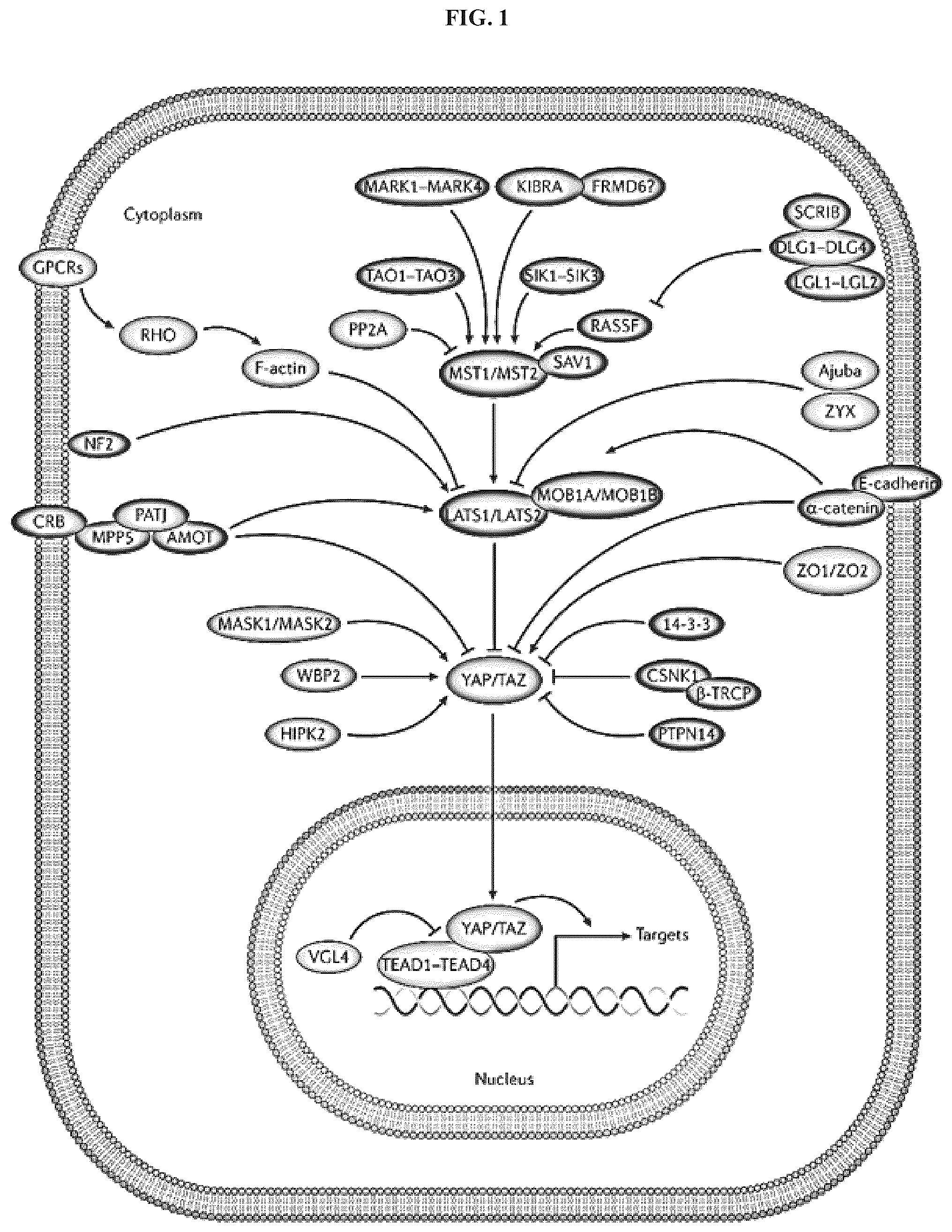 Patent US12103902 Figure 1 – Bicyclic compounds