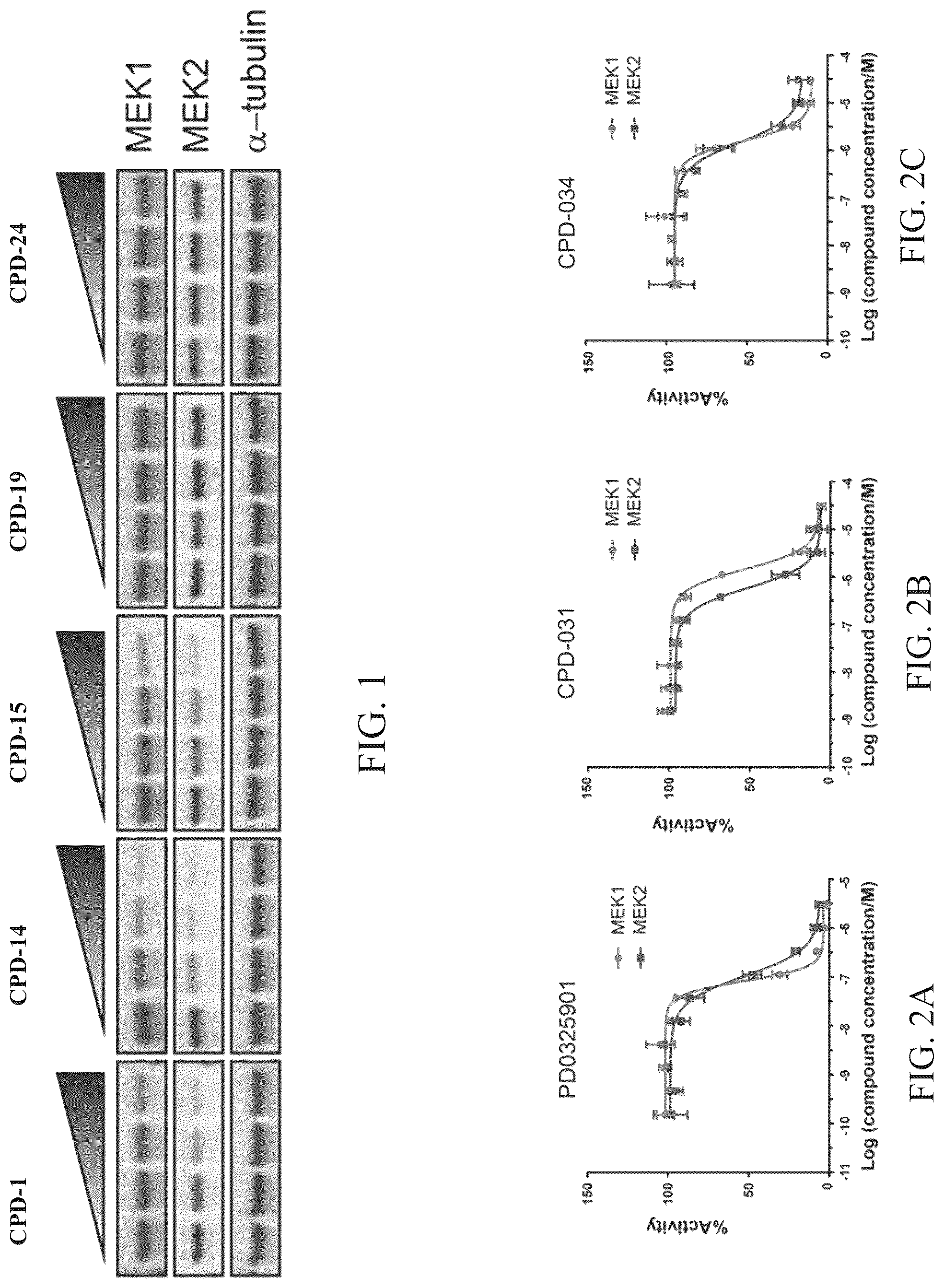 Patent US12103924 — Mitogen-activated protein kinase kinase (MEK) degradation compounds and methods of use — Figure 1