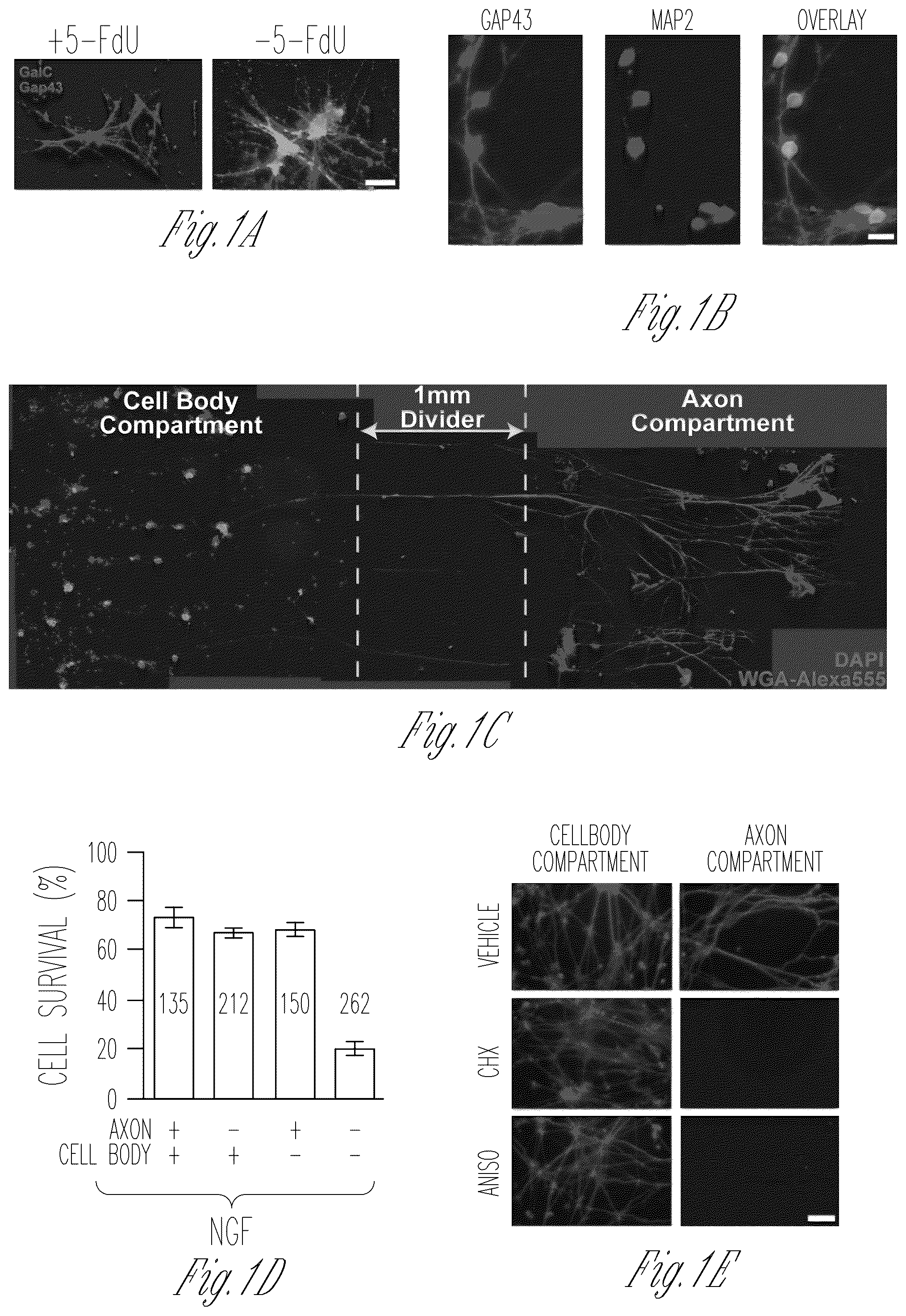 Patent US12103952 — Methods for expressing proteins in axons — Figure 1