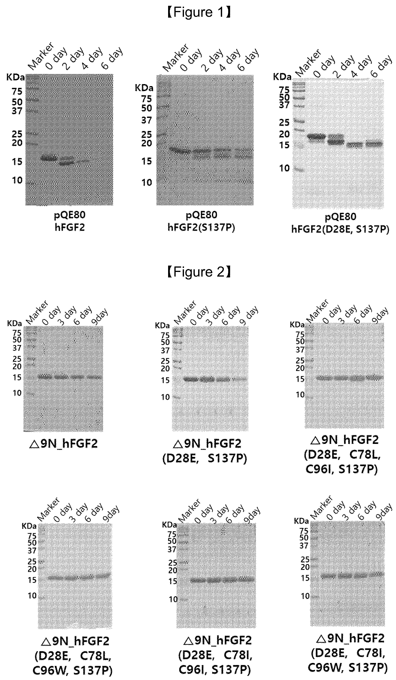 Patent US12103953 — FGF2 polypeptide with improved temperature stability and protease resistance and use thereof — Figure 1