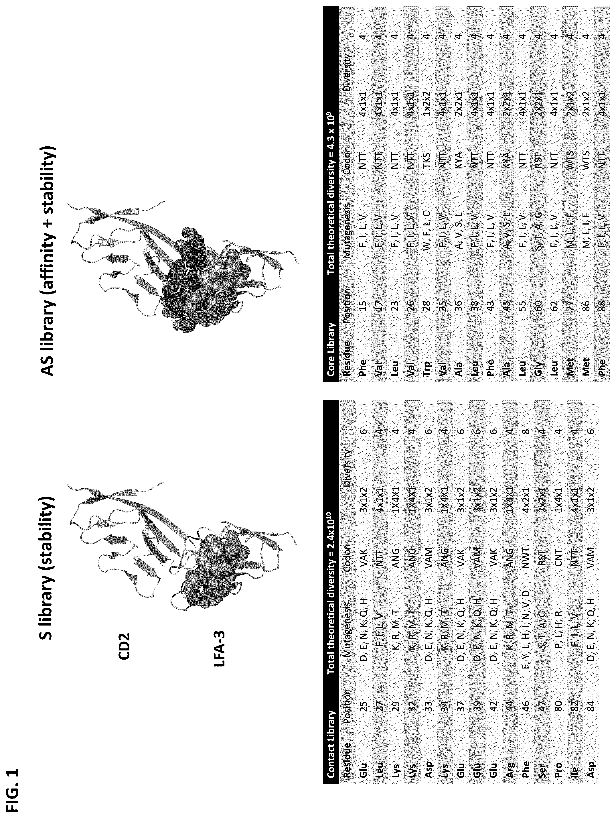 Patent US12103958 — Lymphocyte function-associated antigen 3 (LFA3) variant polypeptides and methods of use thereof to treat CD2-mediated immune diseases, disorders or conditions — Figure 1
