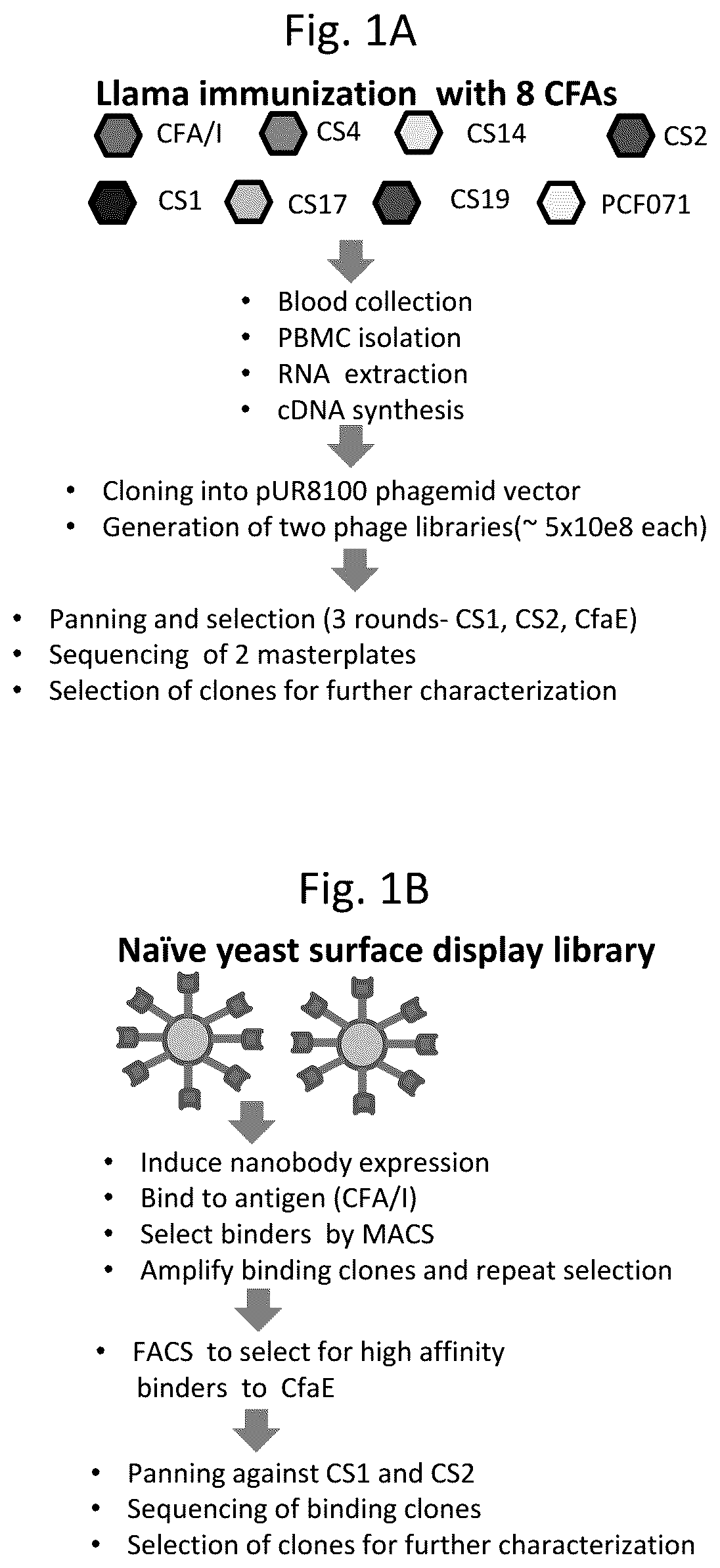 Patent US12103963 — Anti-ETEC adhesin protein antibodies and methods of use — Figure 1