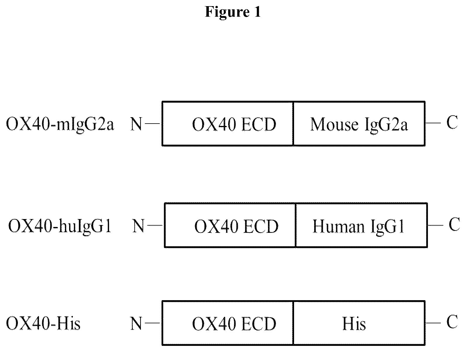 Patent US12103974 — Anti-OX40 antibodies and methods of use — Figure 1